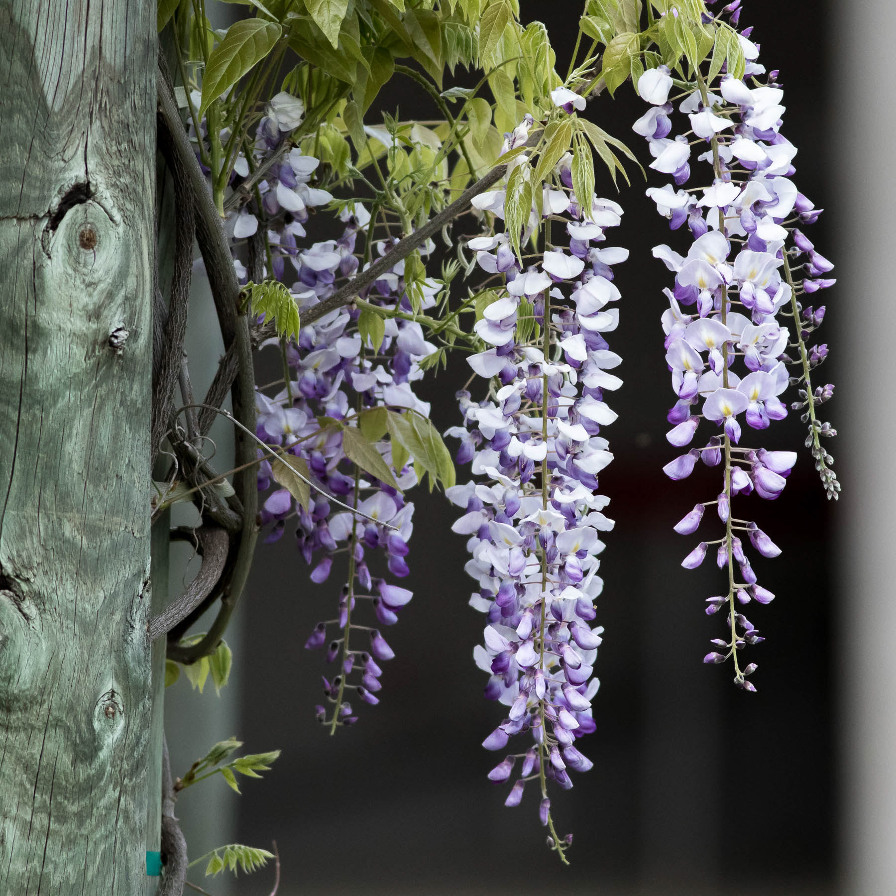Wisteria #4