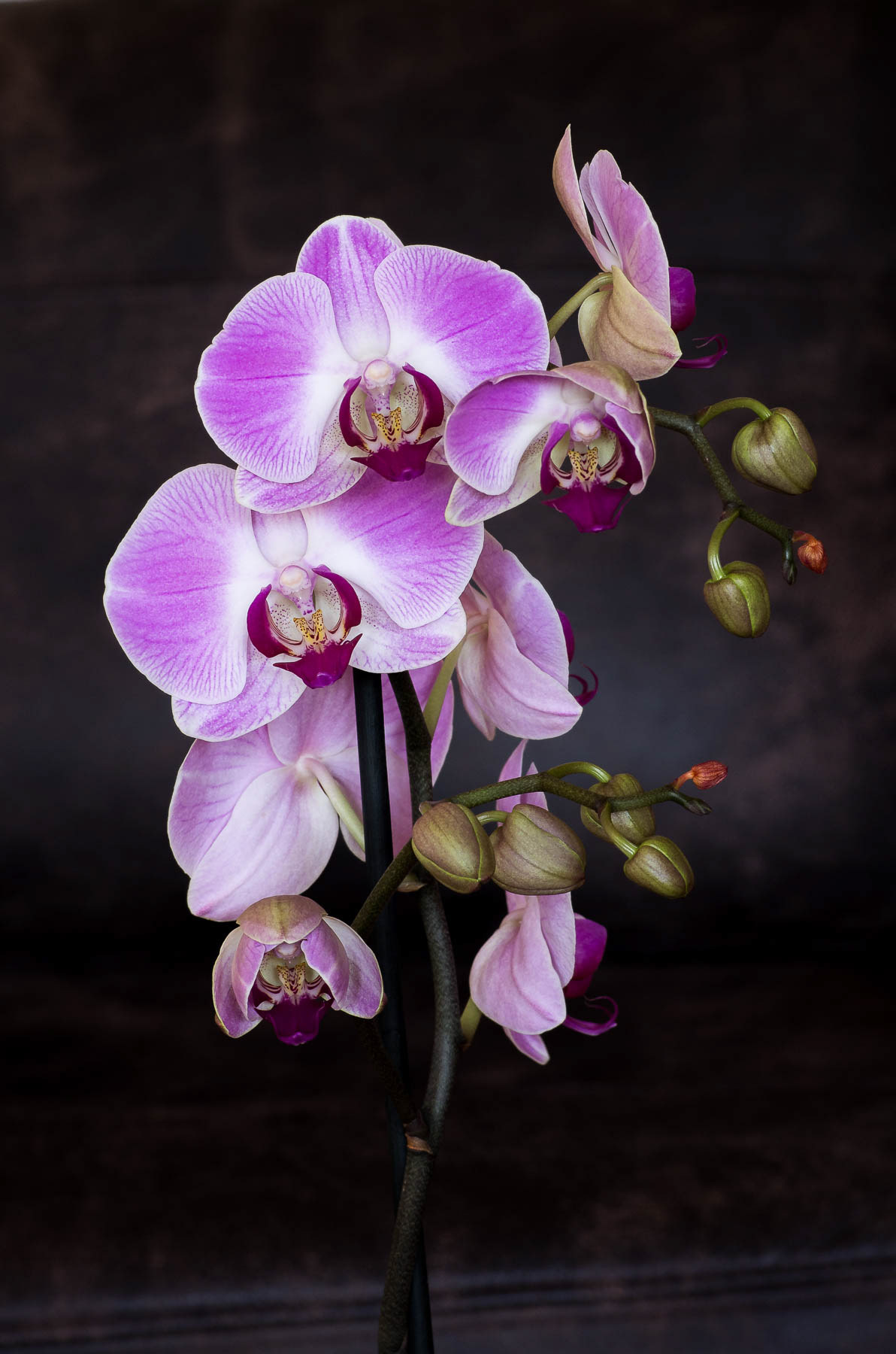Phalaenopsis Orchid #1