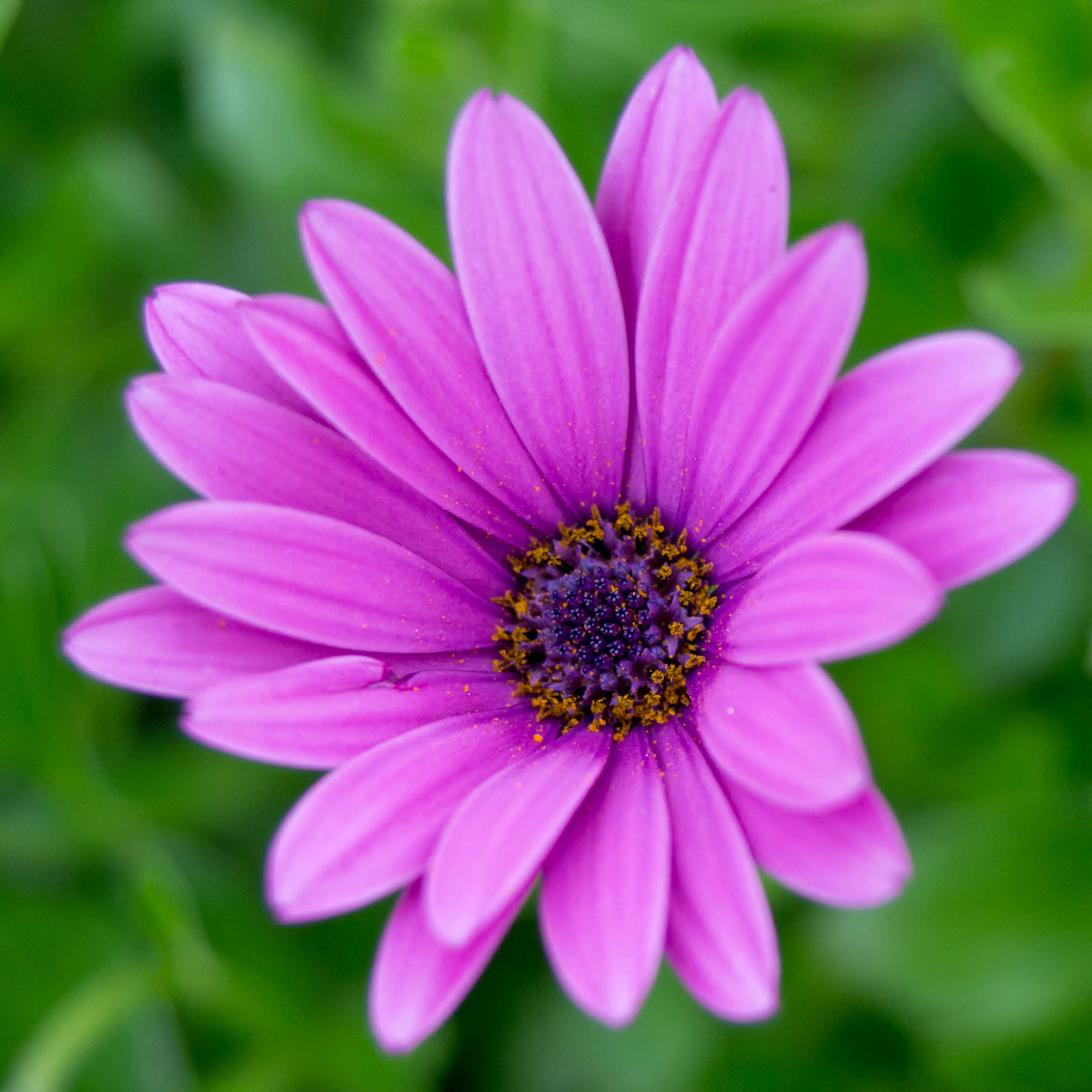 Daisy #1