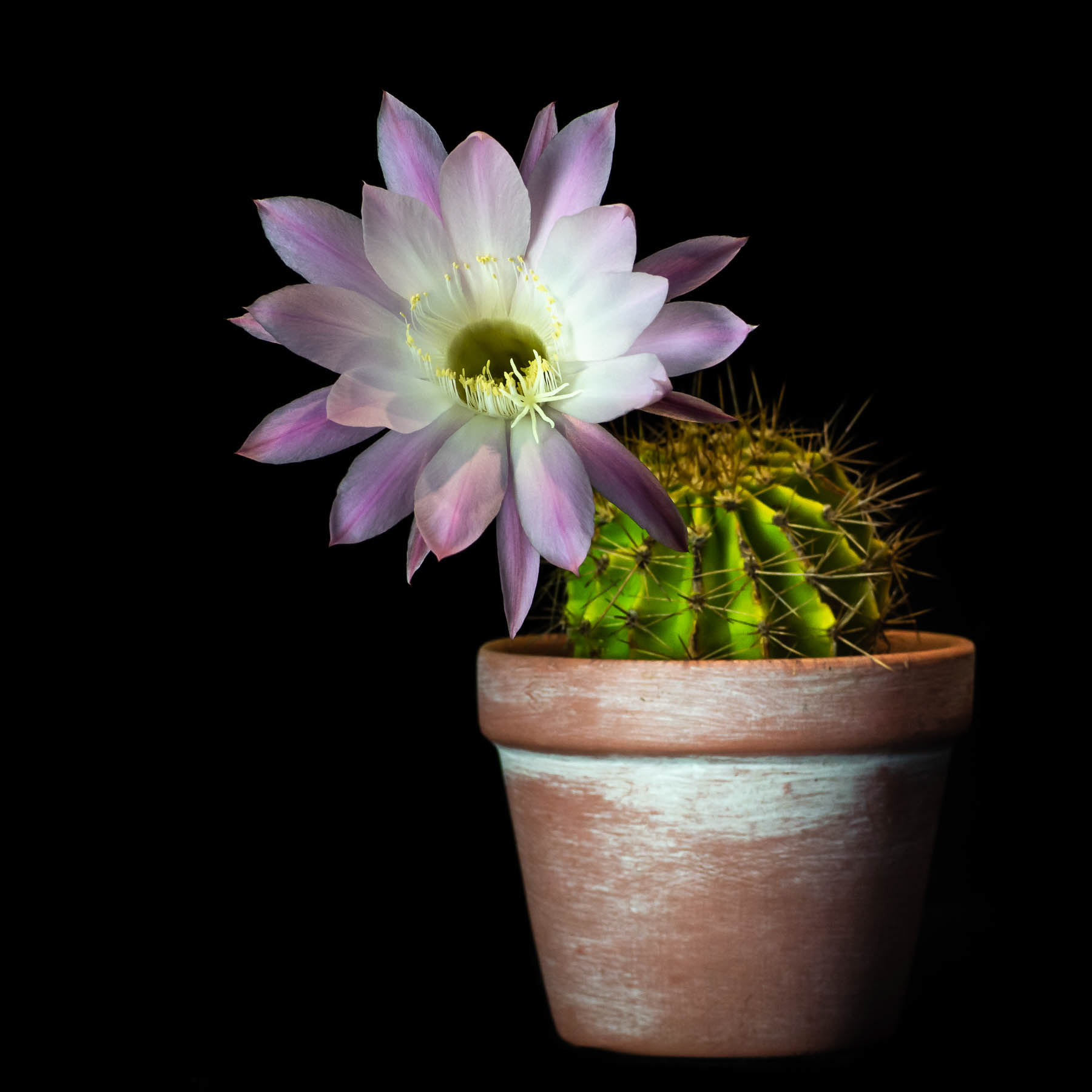Cactus #2
