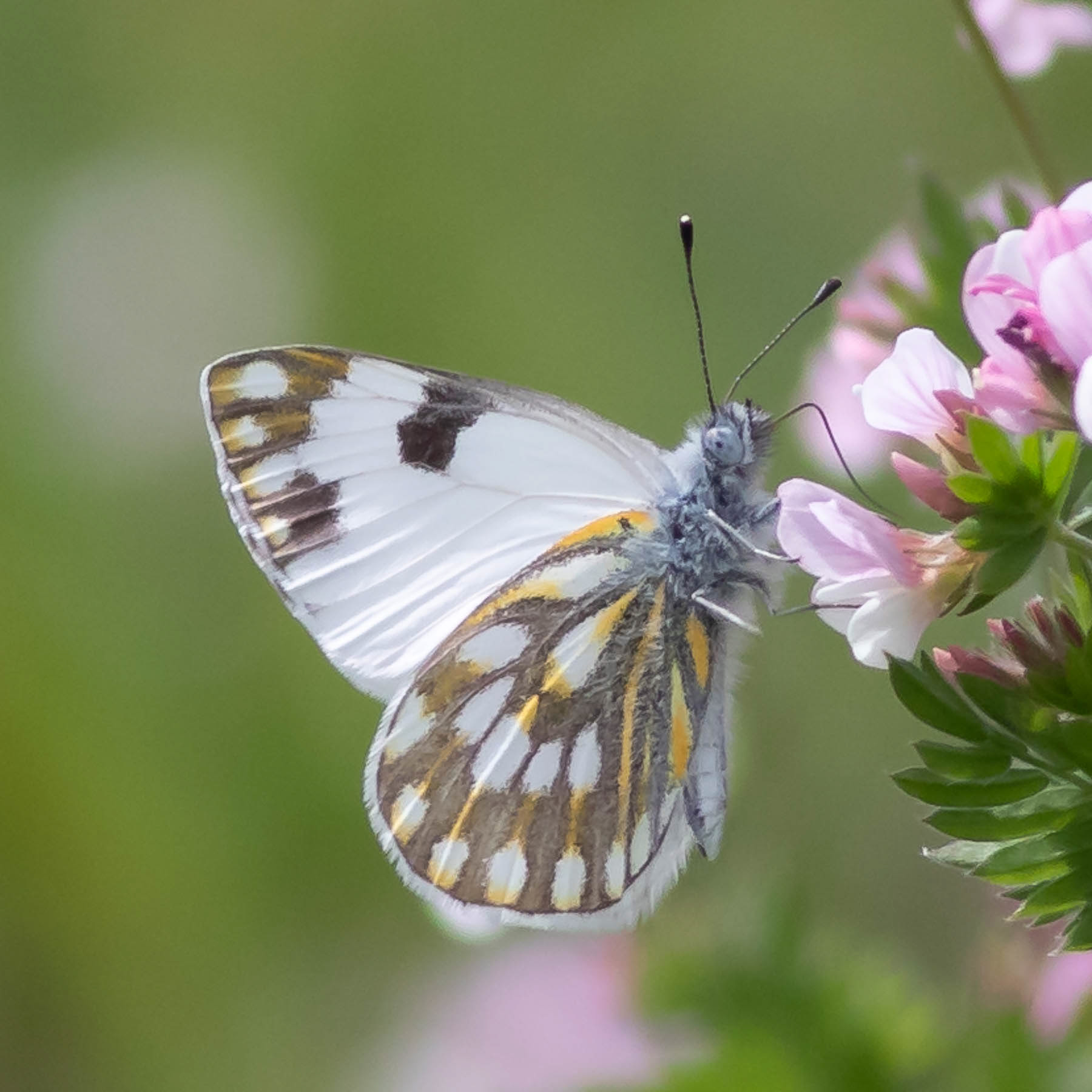 Meadow White #12