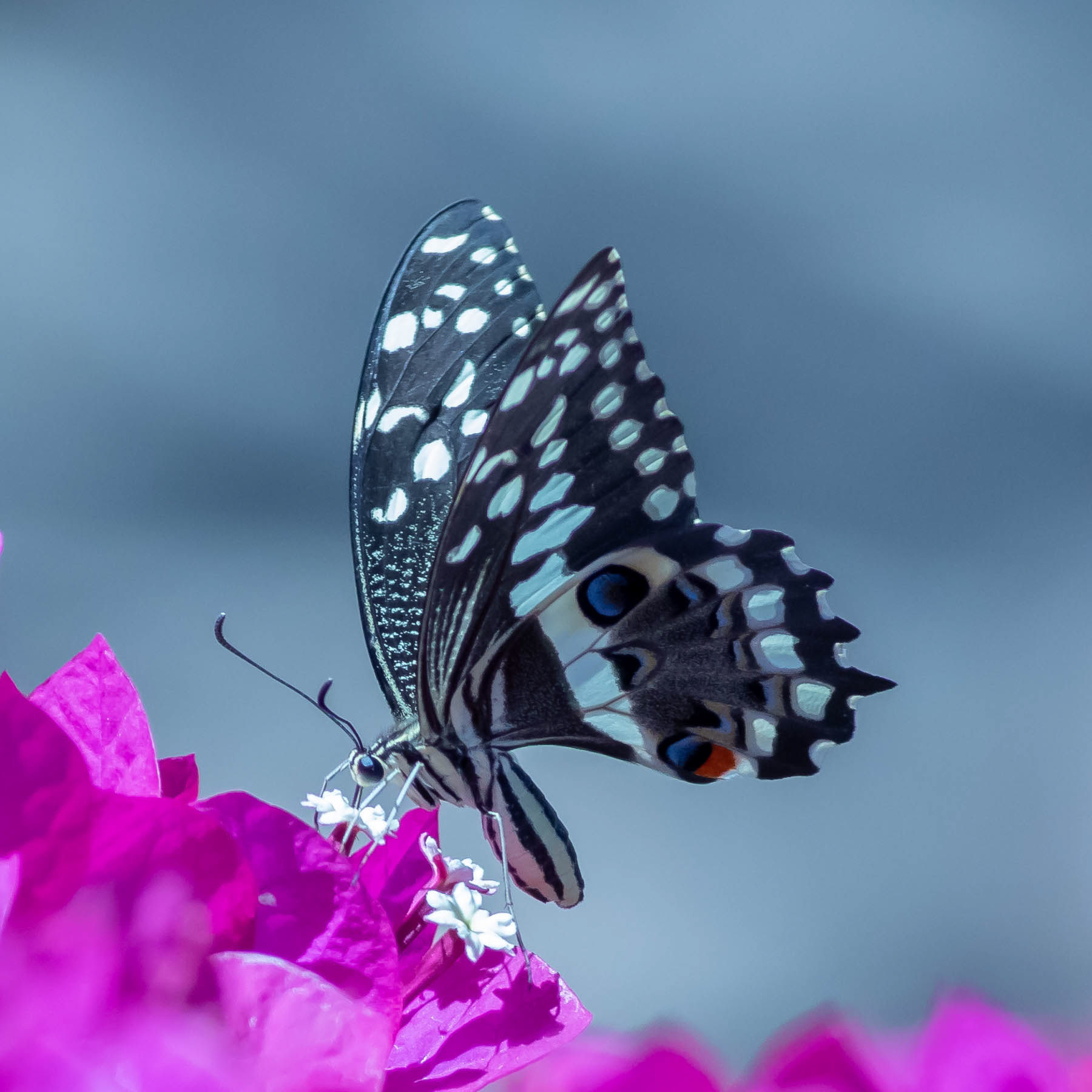 Citrus Swallowtail #12