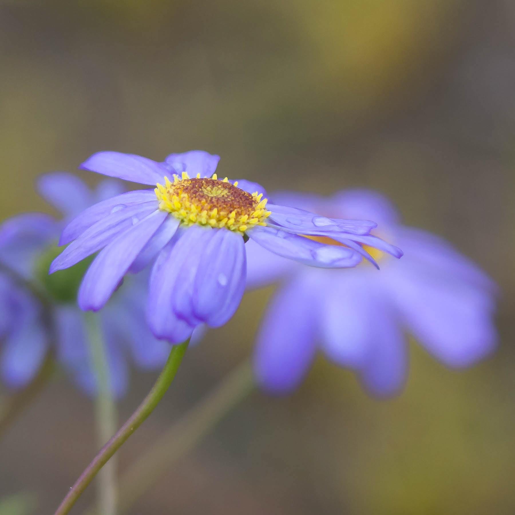 Daisy #6