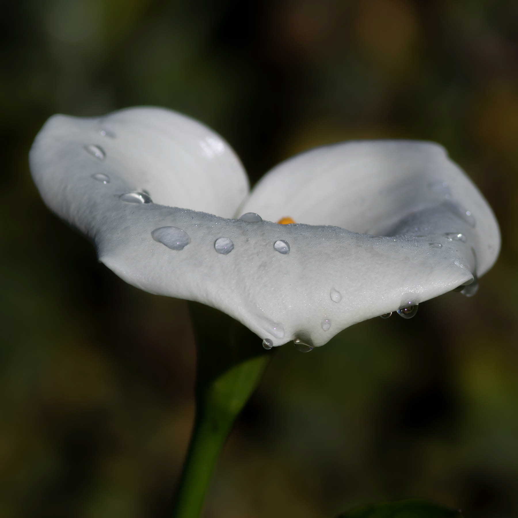 Arum #2