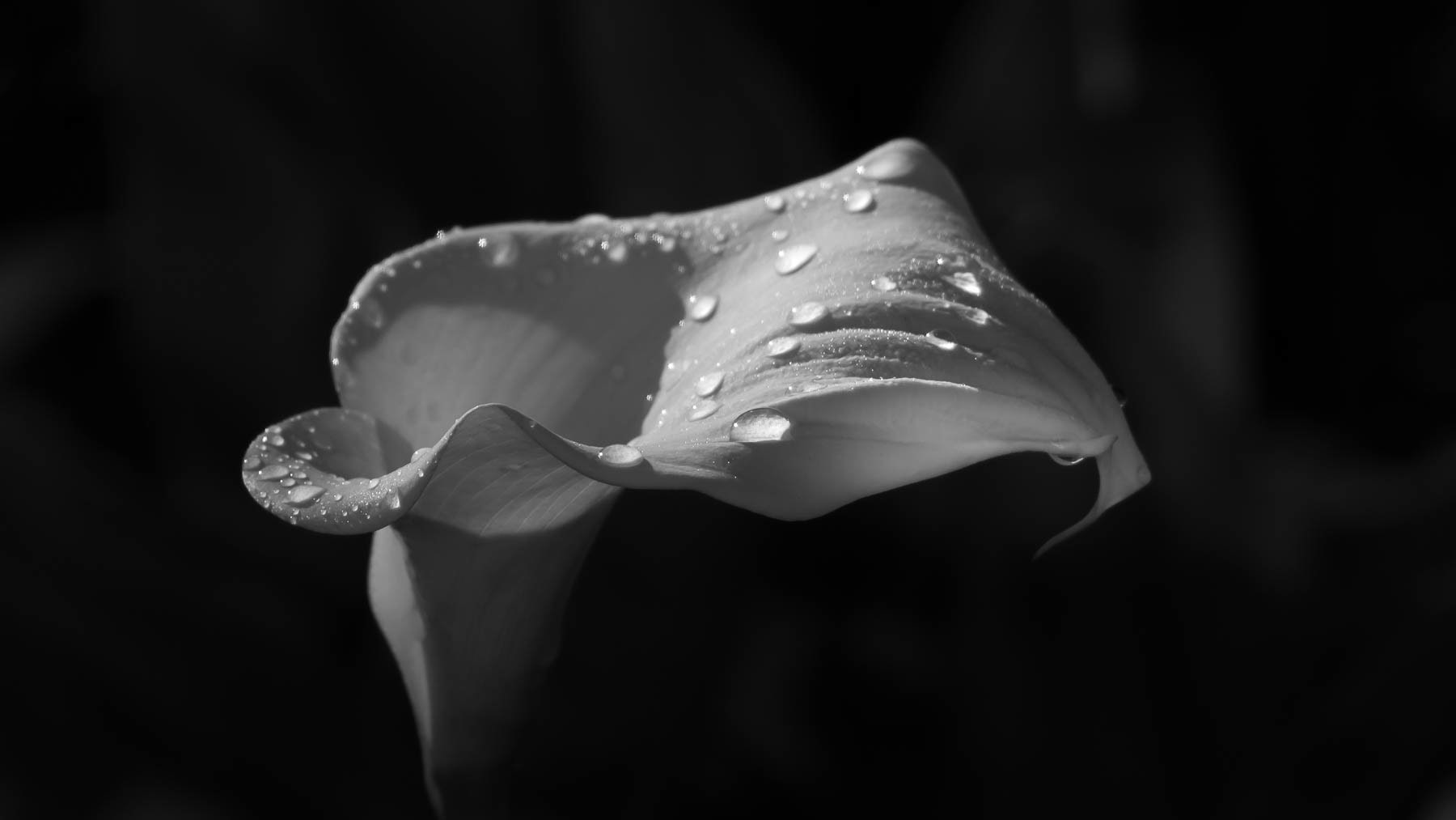 Arum #5