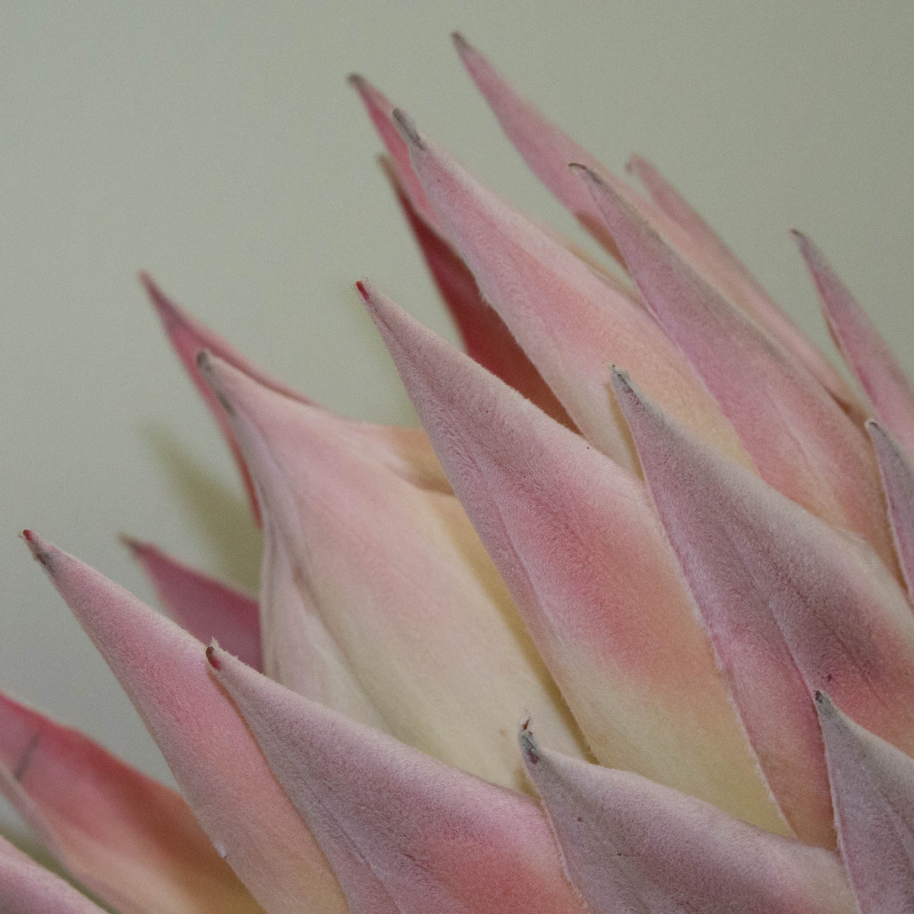 Protea #3