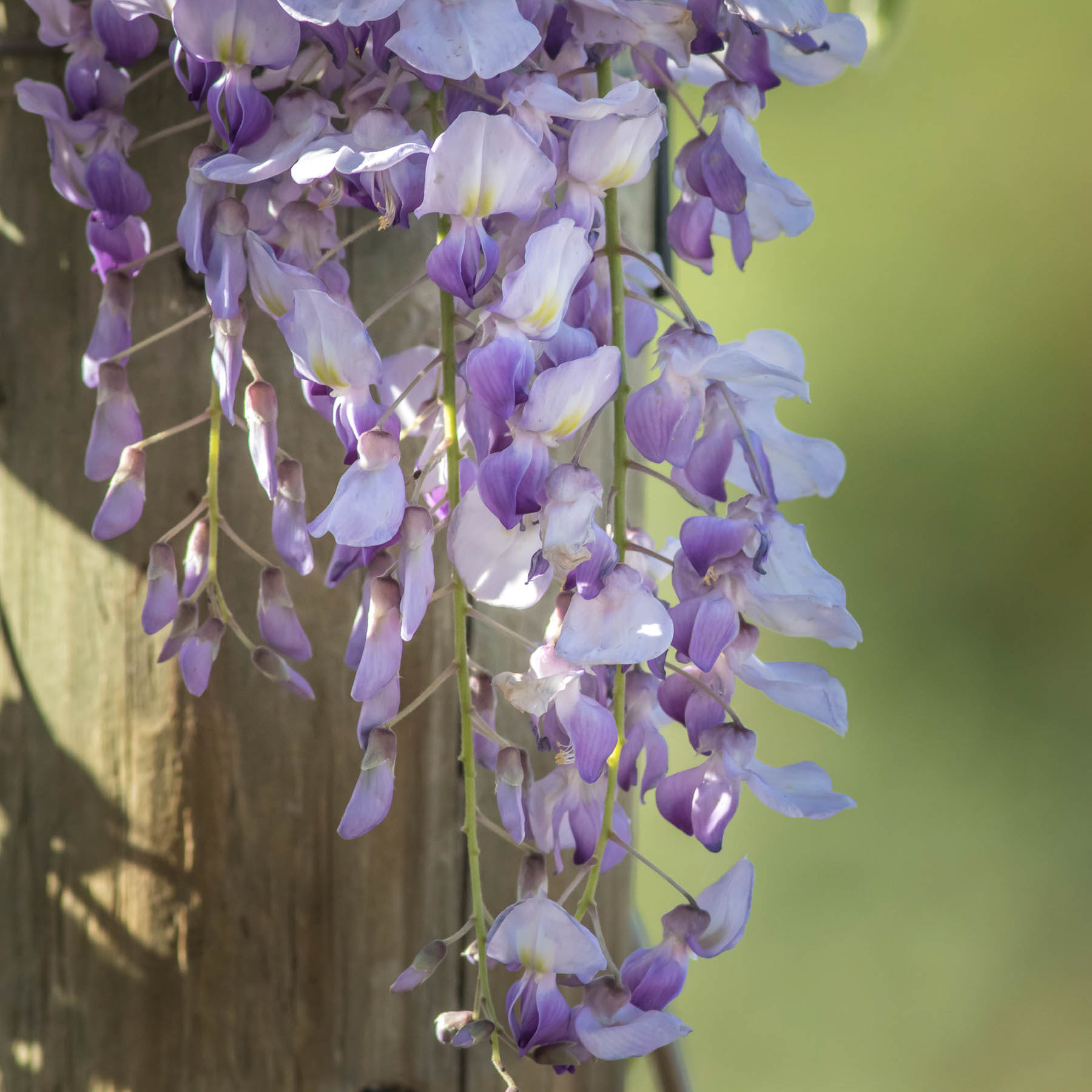 Wisteria #6