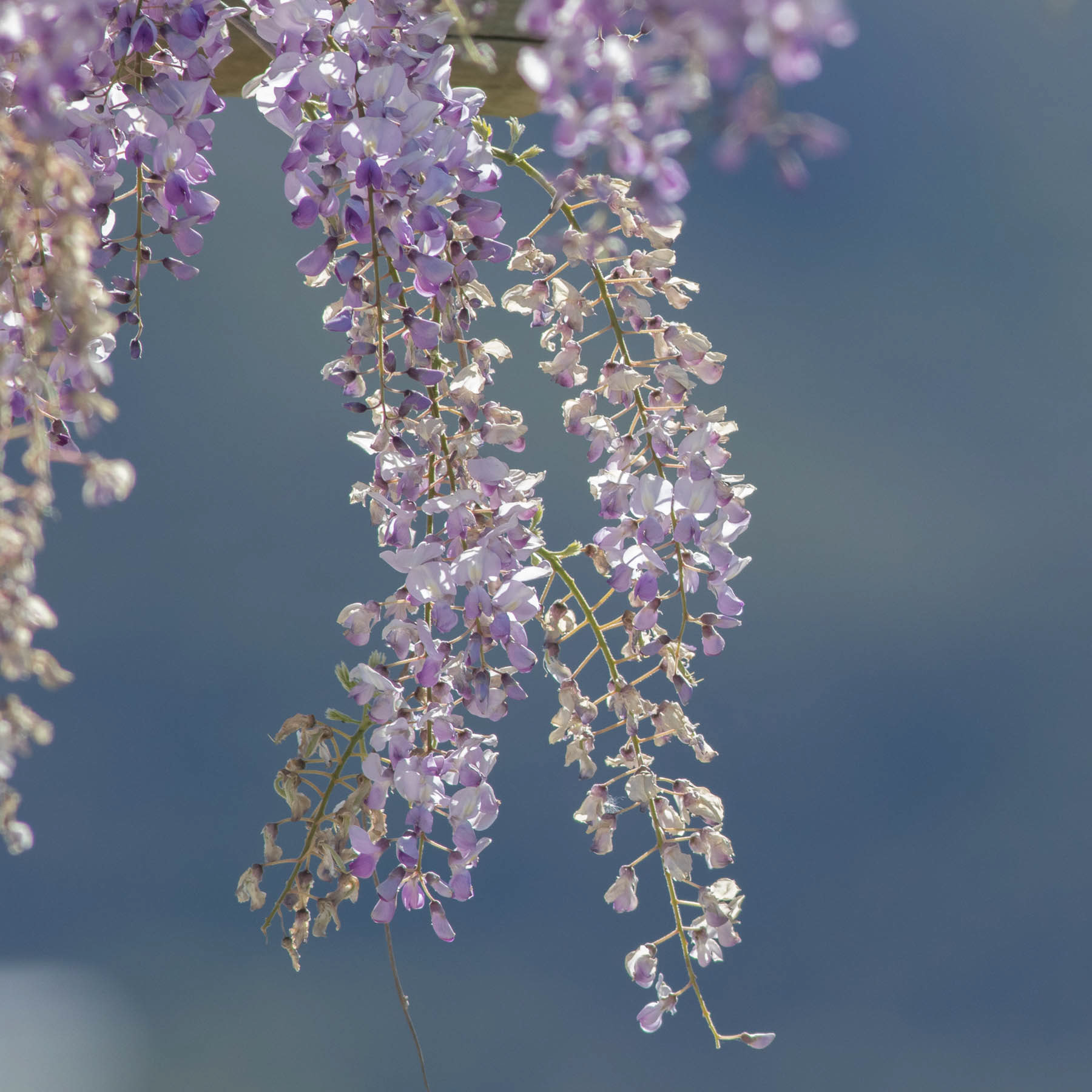 Wisteria #3