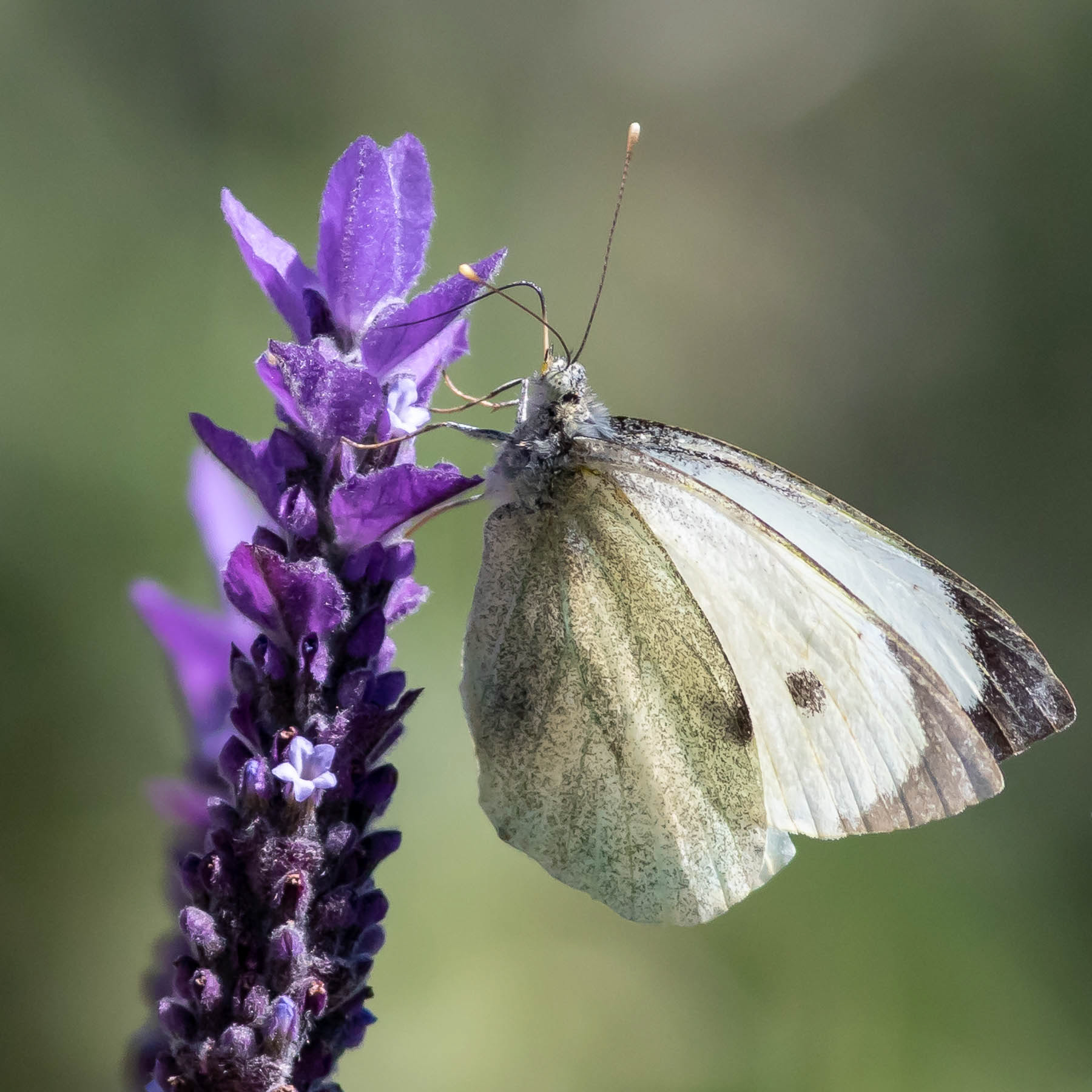 Cabbage White#5