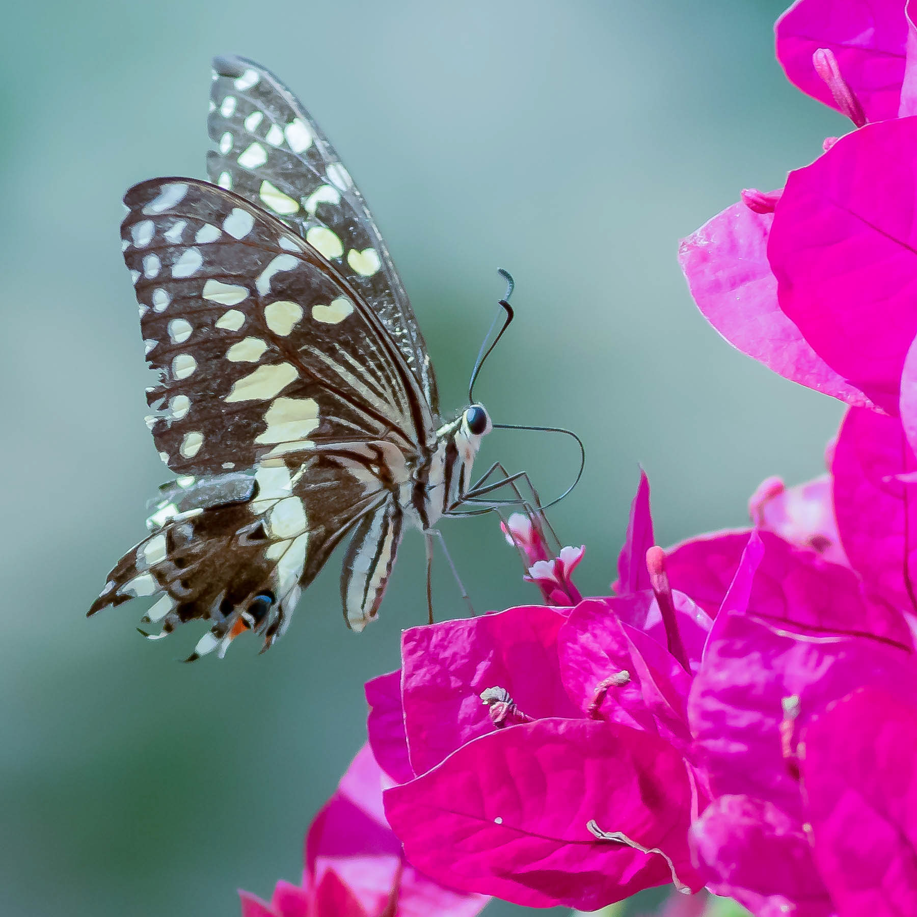 Citrus Swallowtail #8