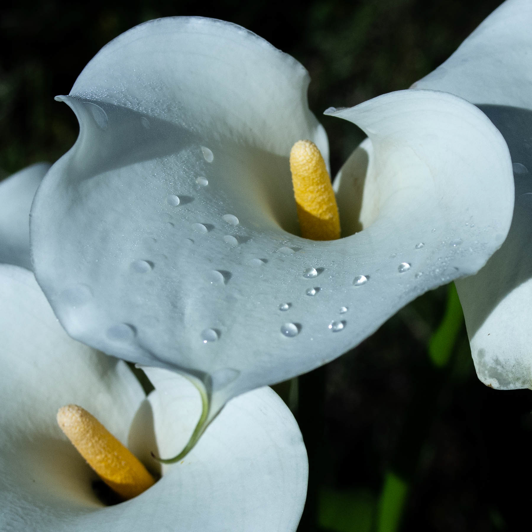 ARUM#9