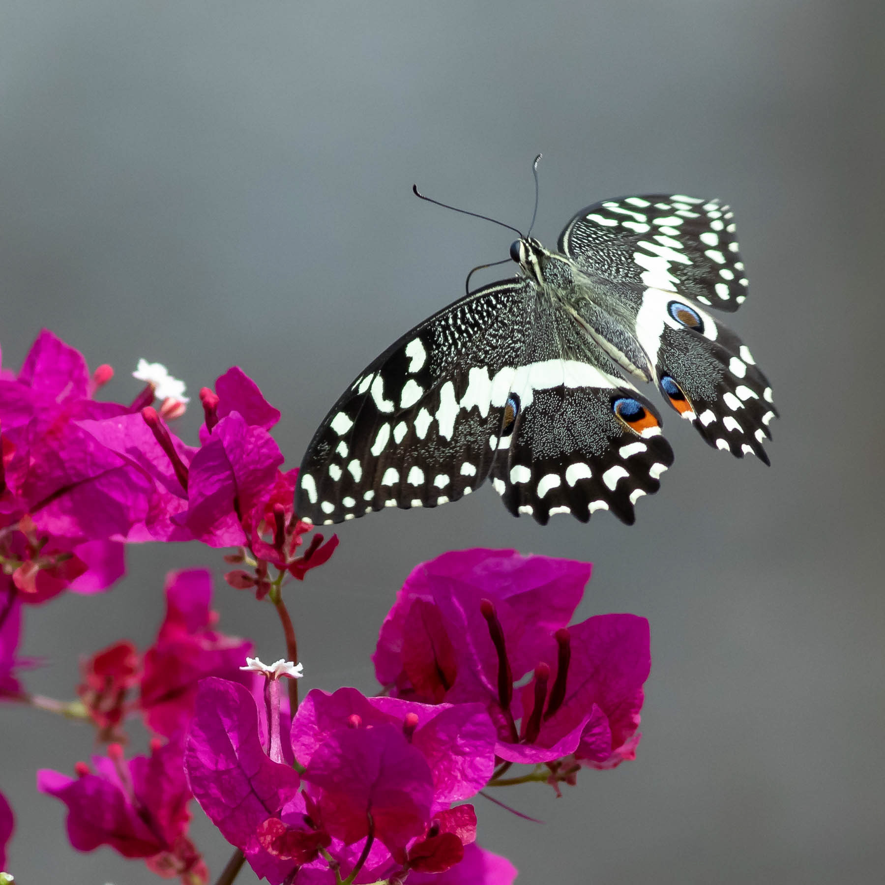 Citrus Swallowtail #6