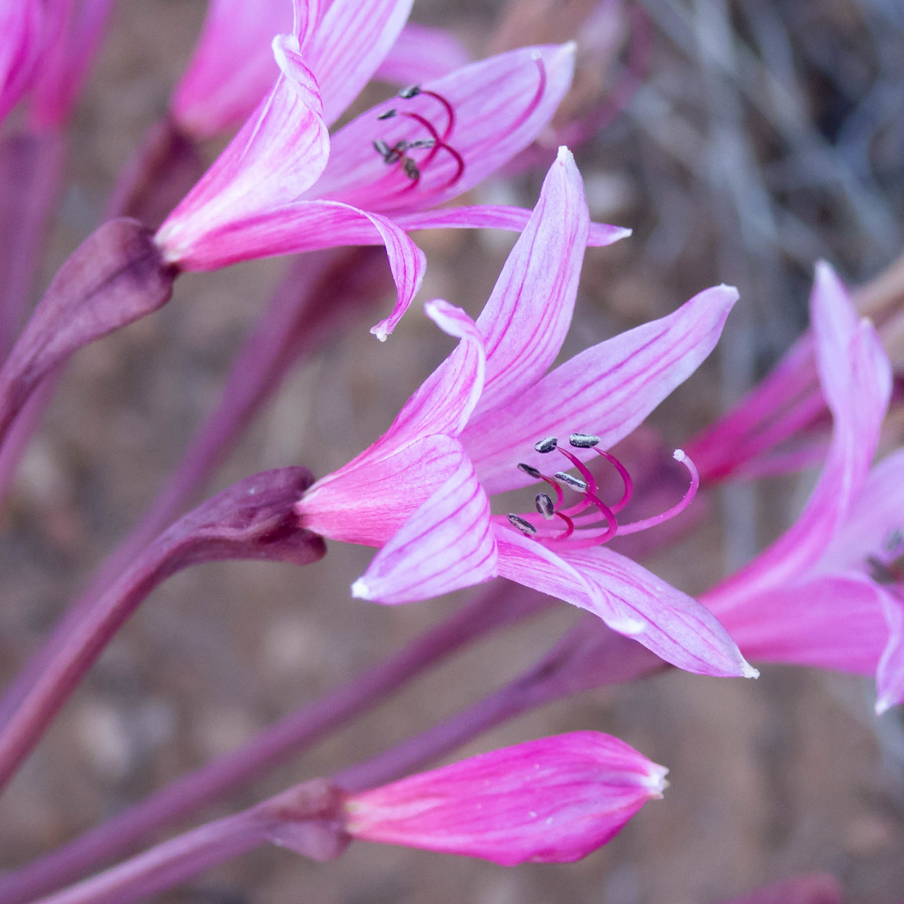 Brunsvigia #2
