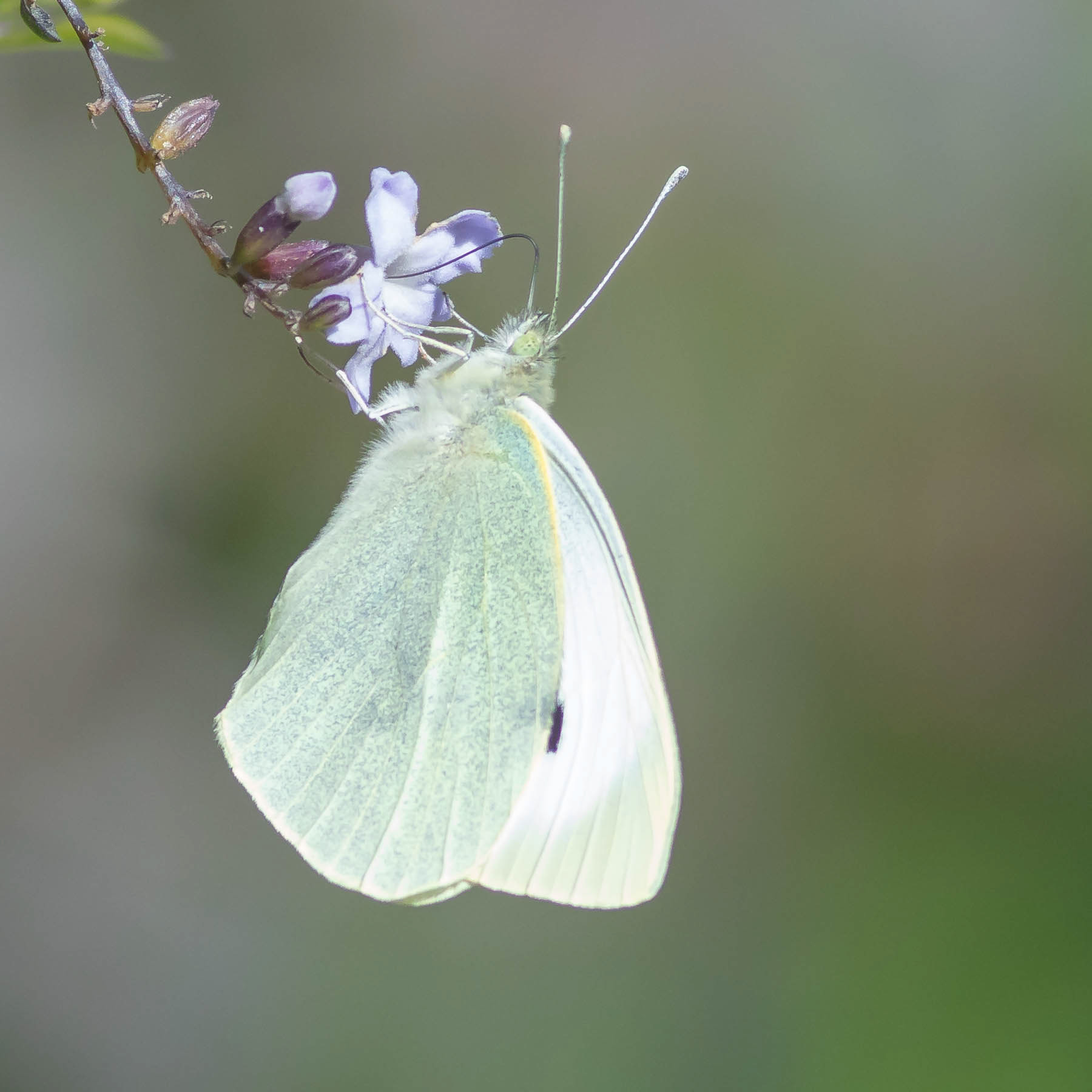 Cabbage White #2