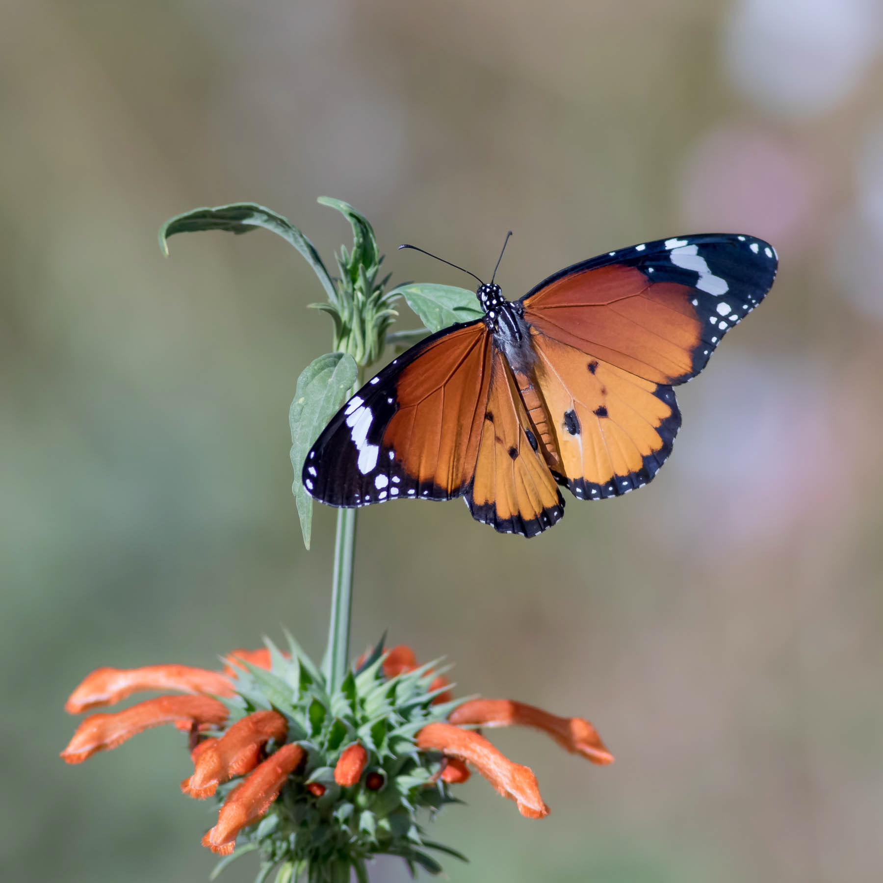 African Monarch #5