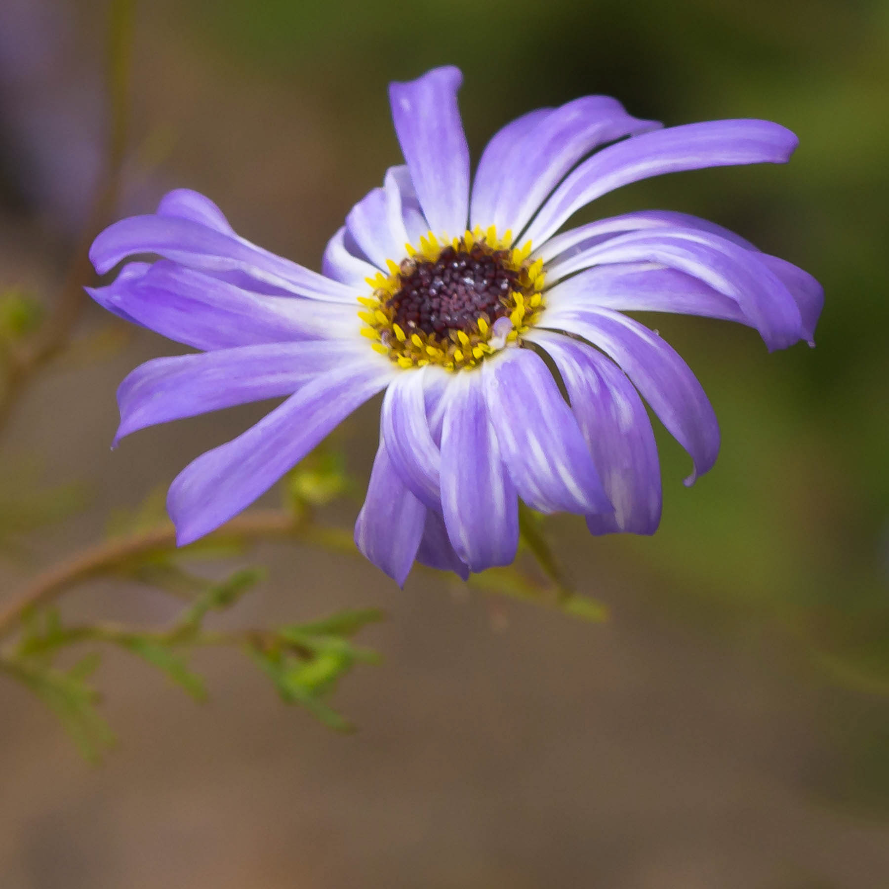 Daisy #2