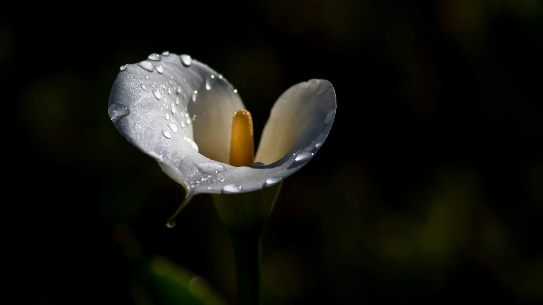 Arum #3