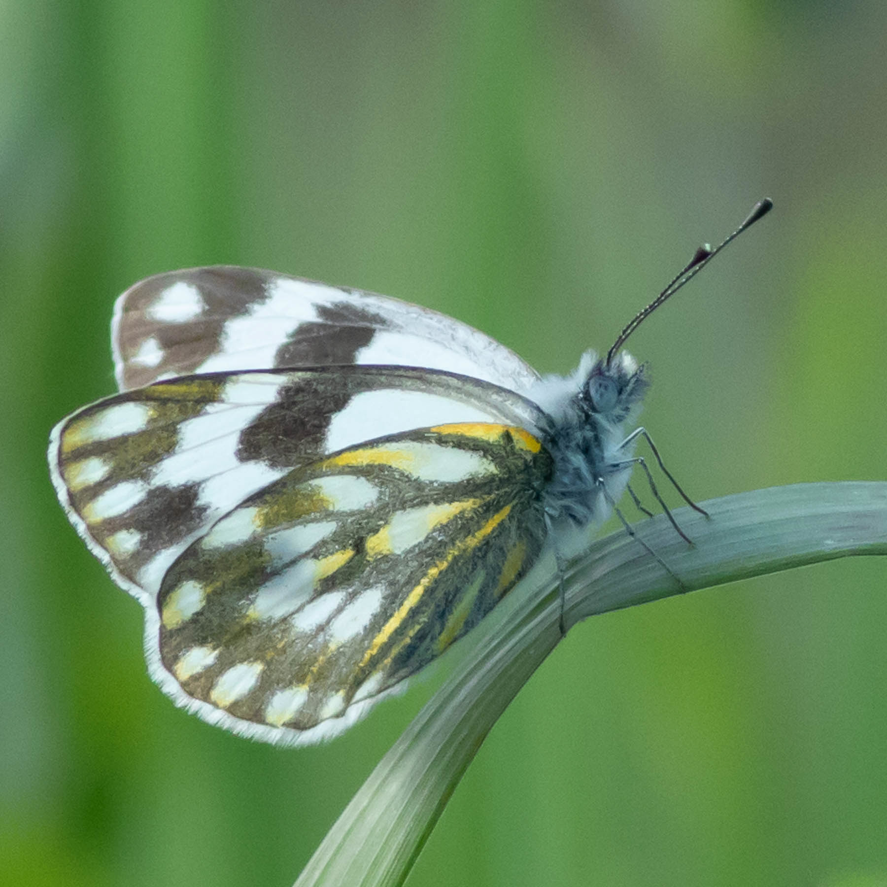 Meadow White #7