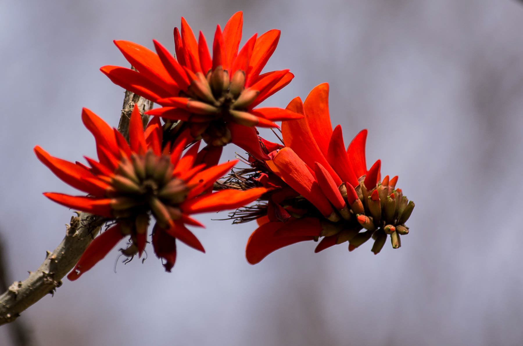 Erythrina Caffra #1