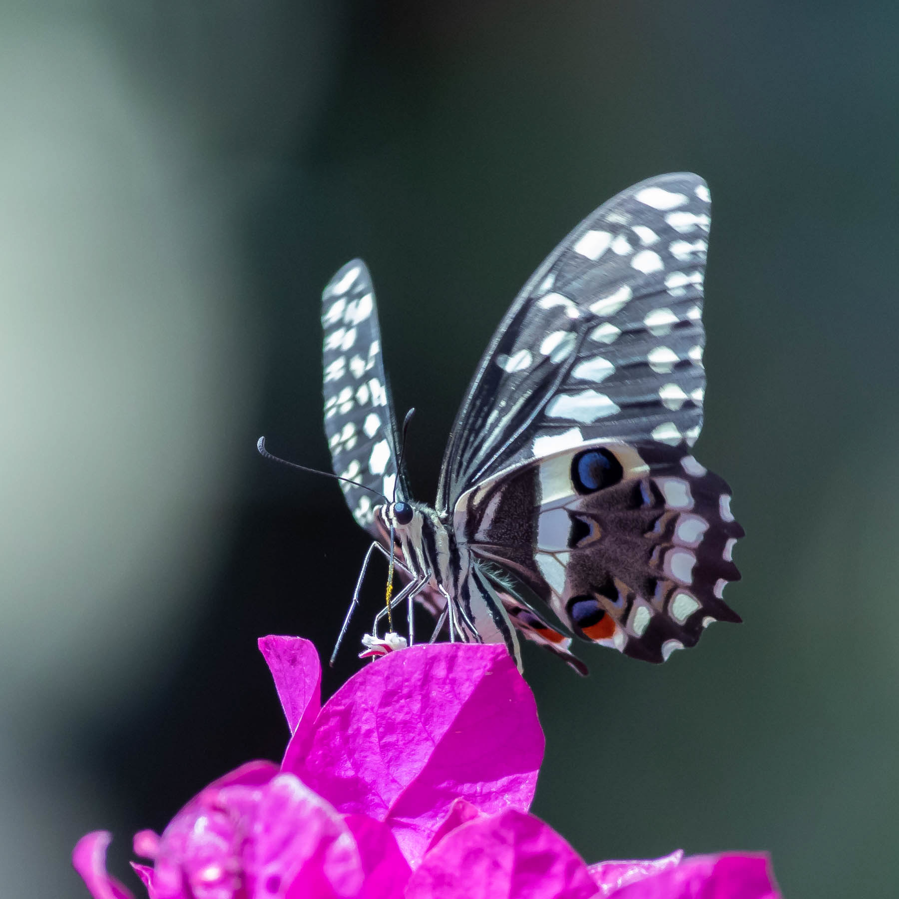 Citrus Swallowtail #13