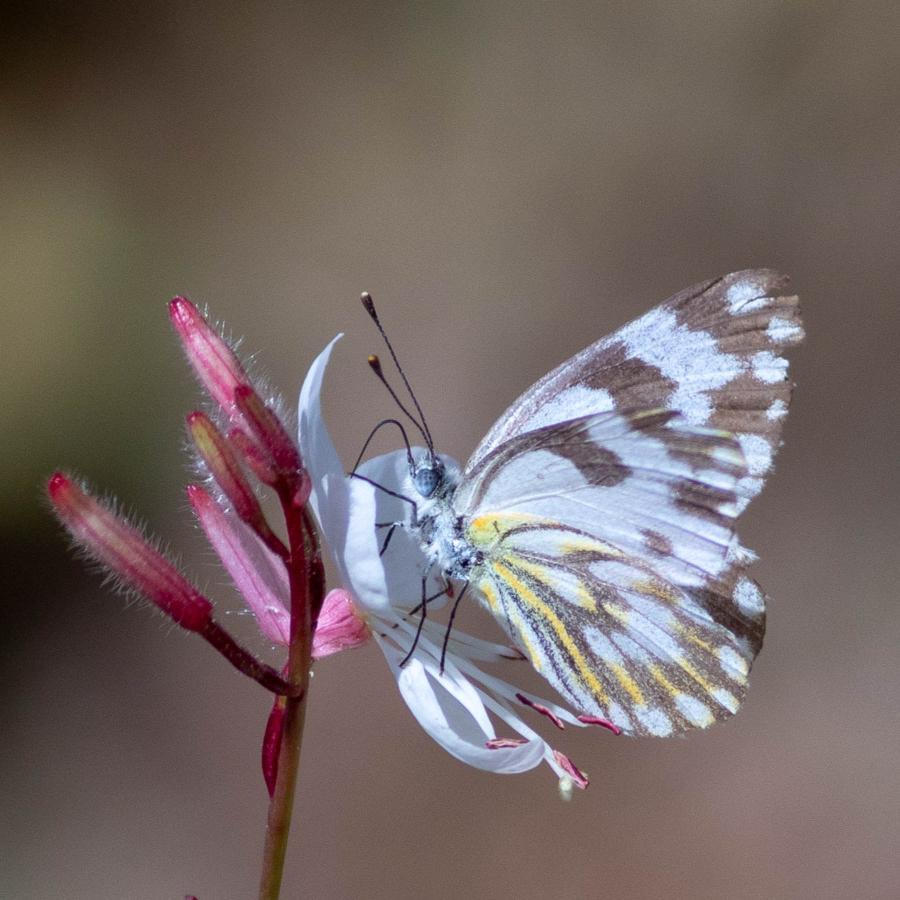Meadow White #4