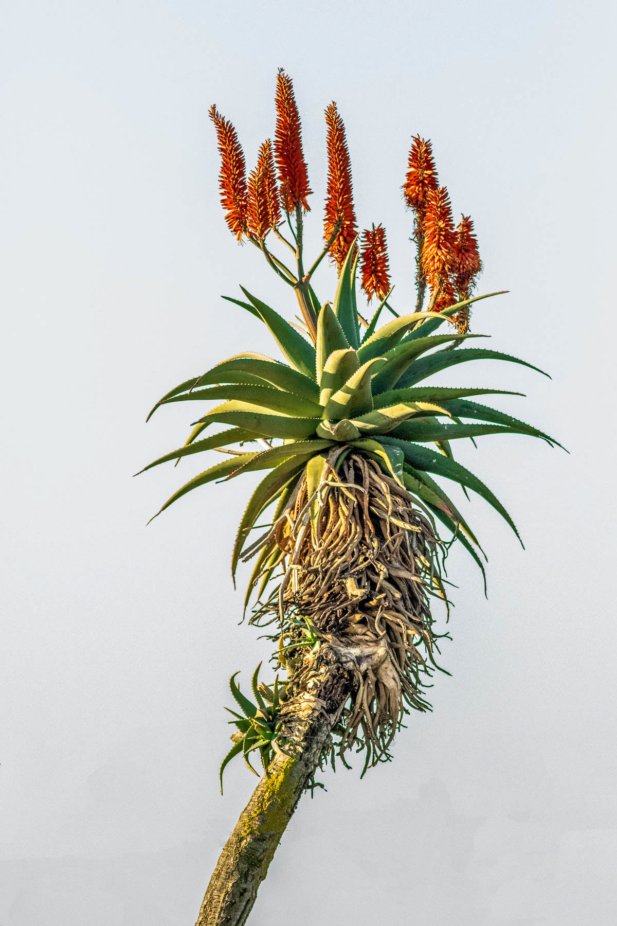 Aloe #1