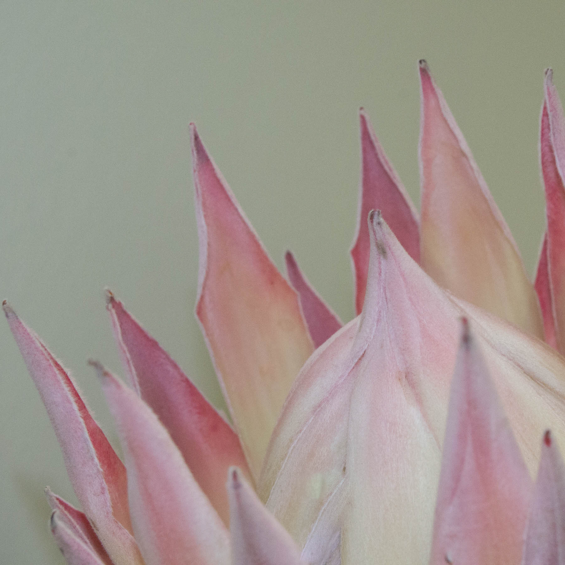 Protea #5