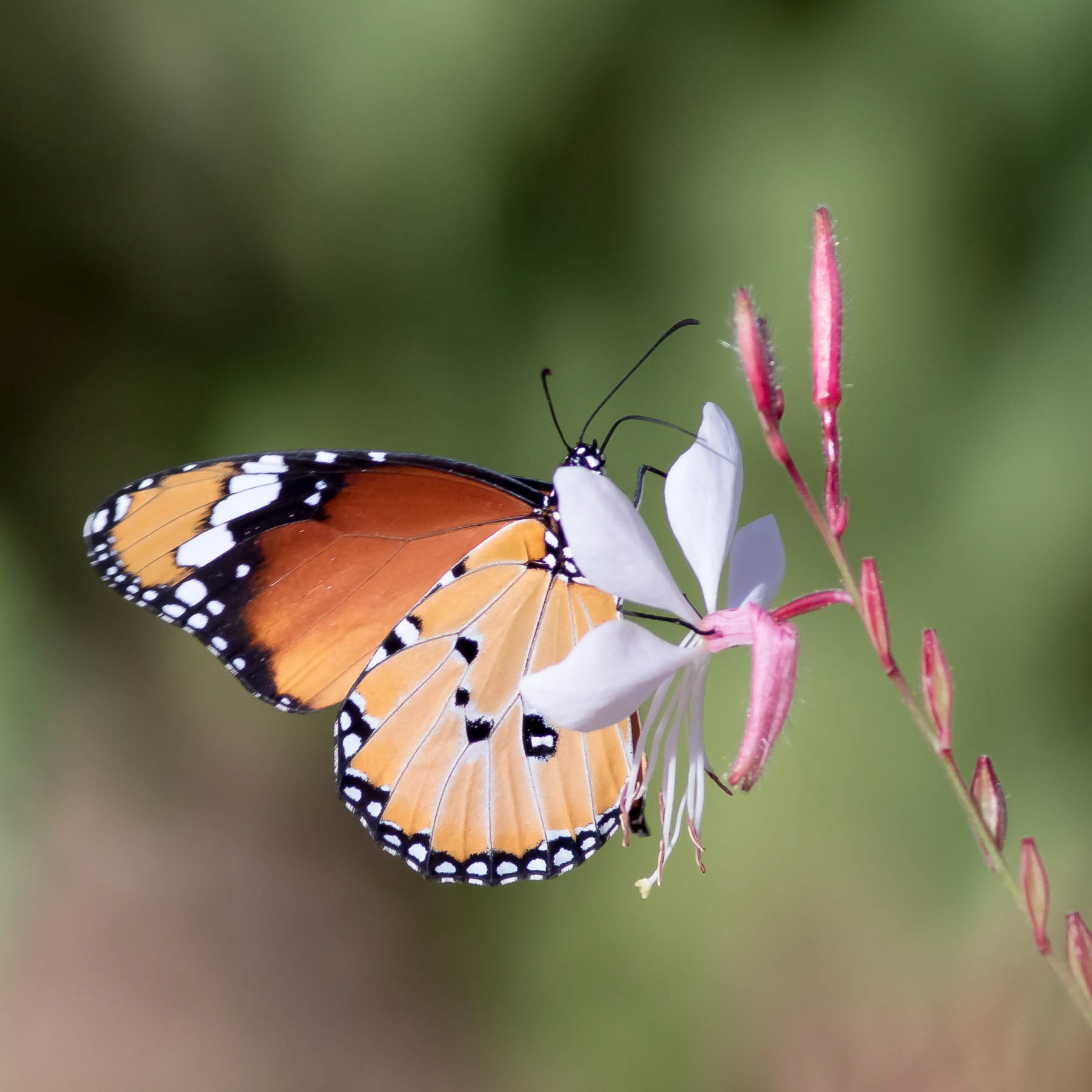 African Monarch #1