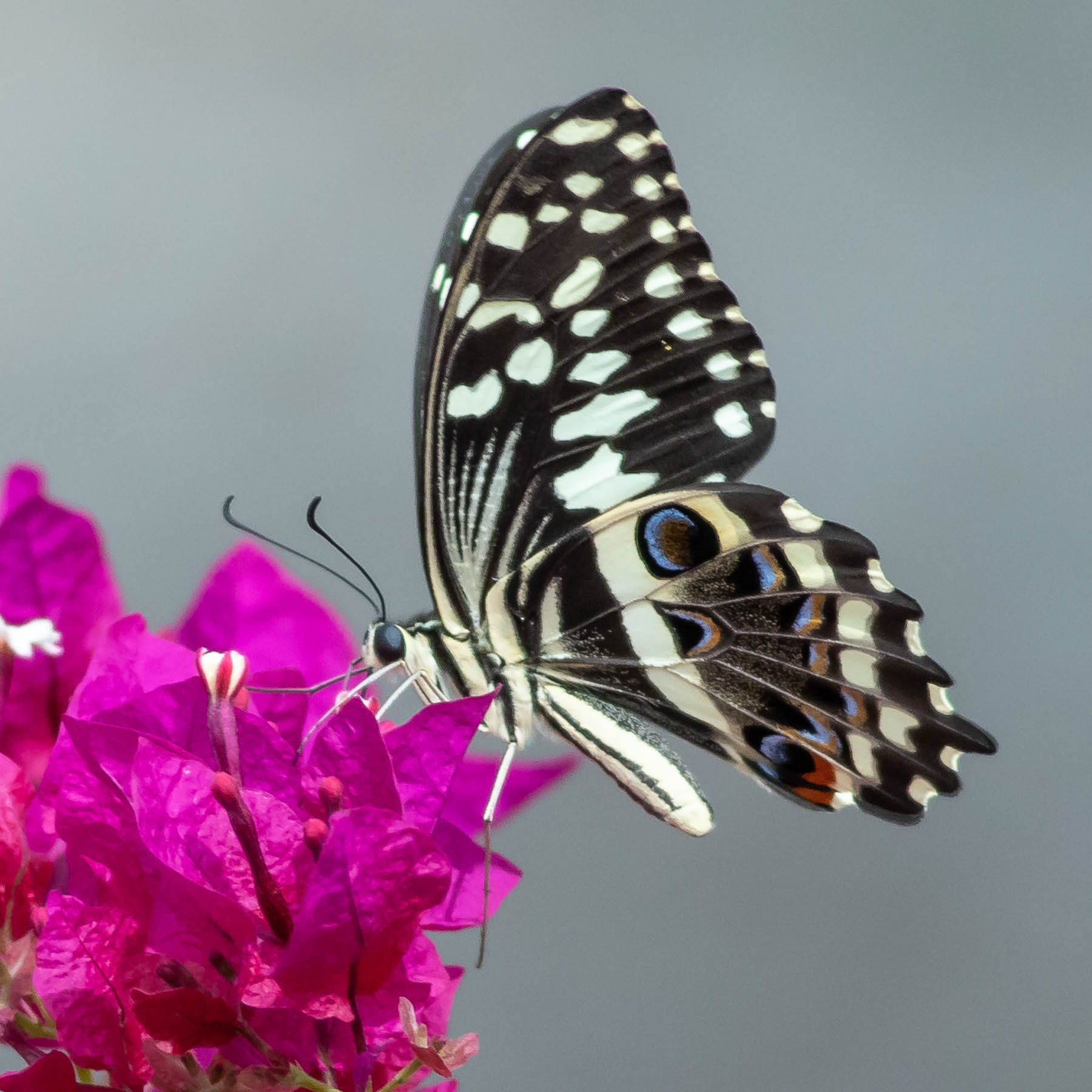 Citrus Swallowtail #3
