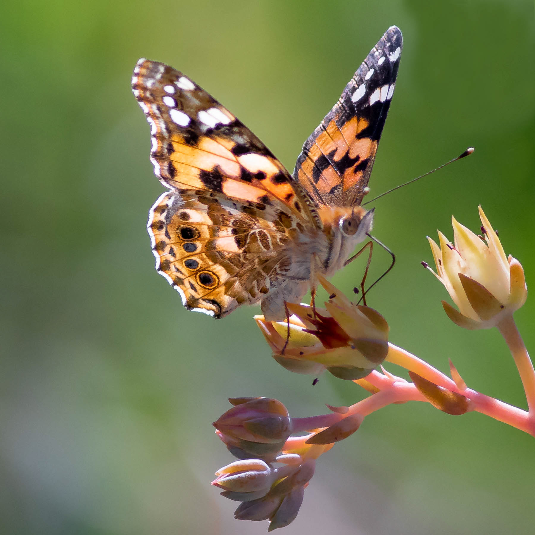 Painted Lady #1