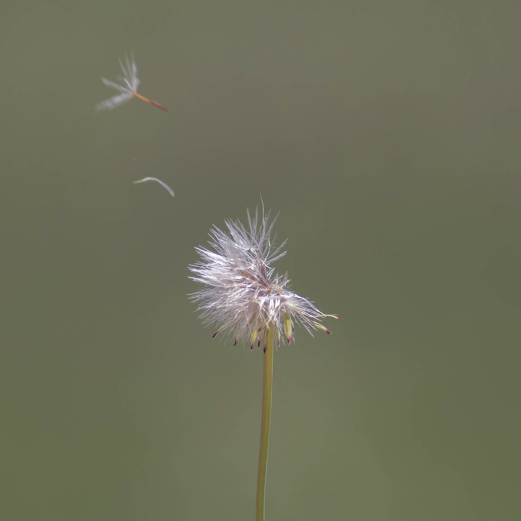 Dandylion#5