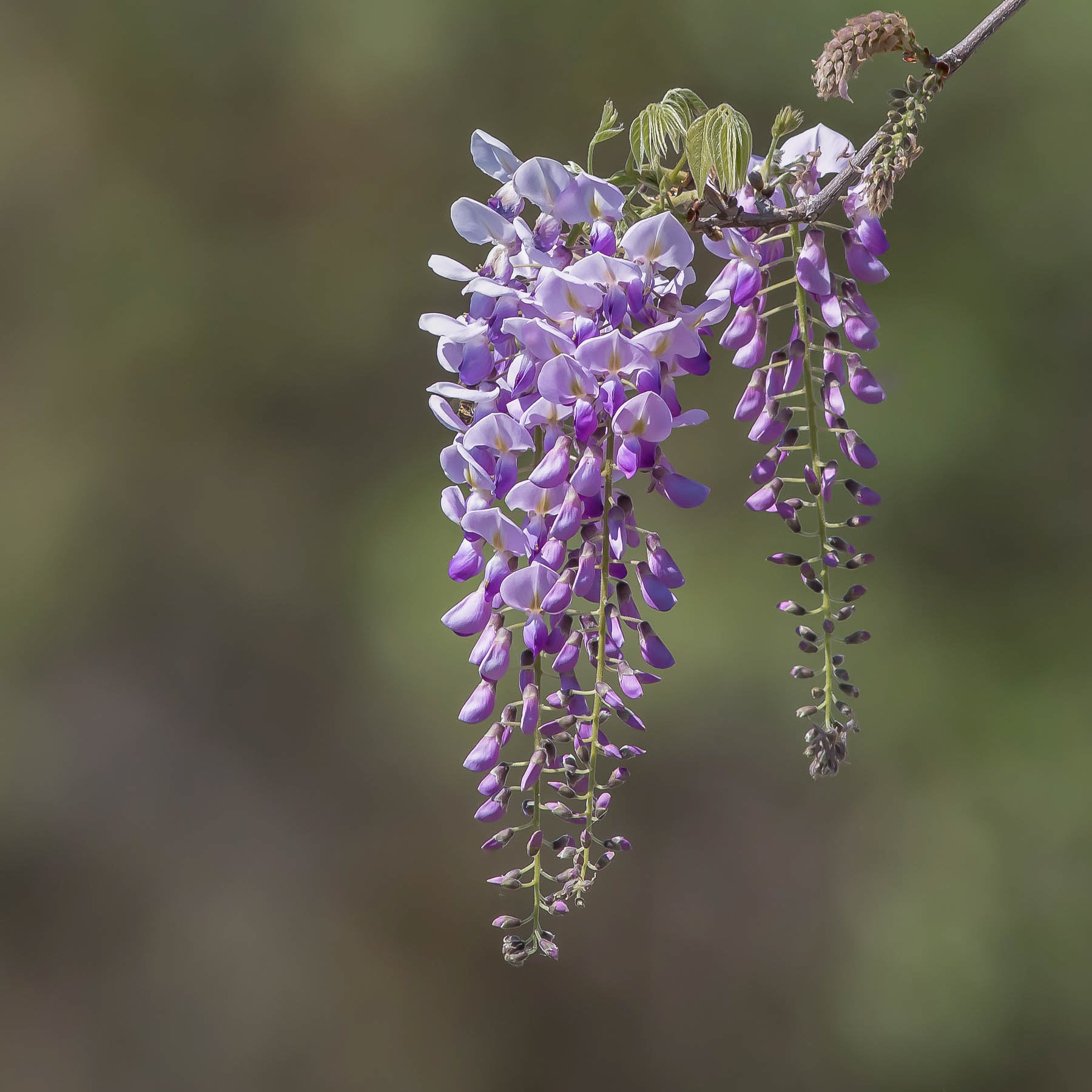 Wisteria #1