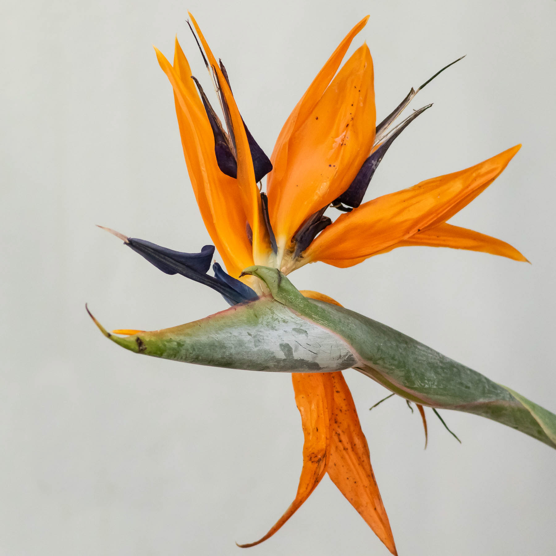 Strelitzia #3