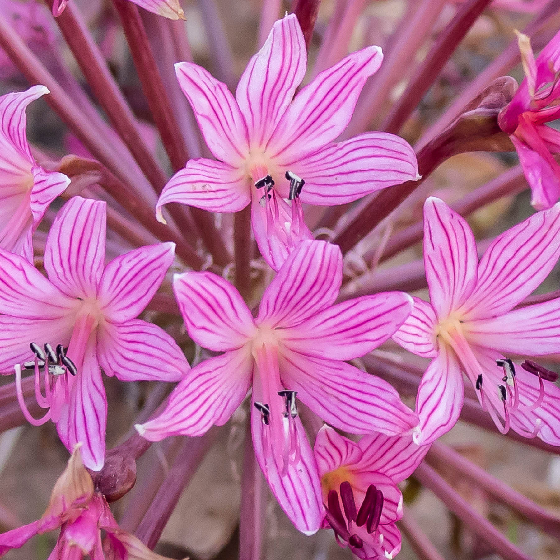 Brunsvigia #3
