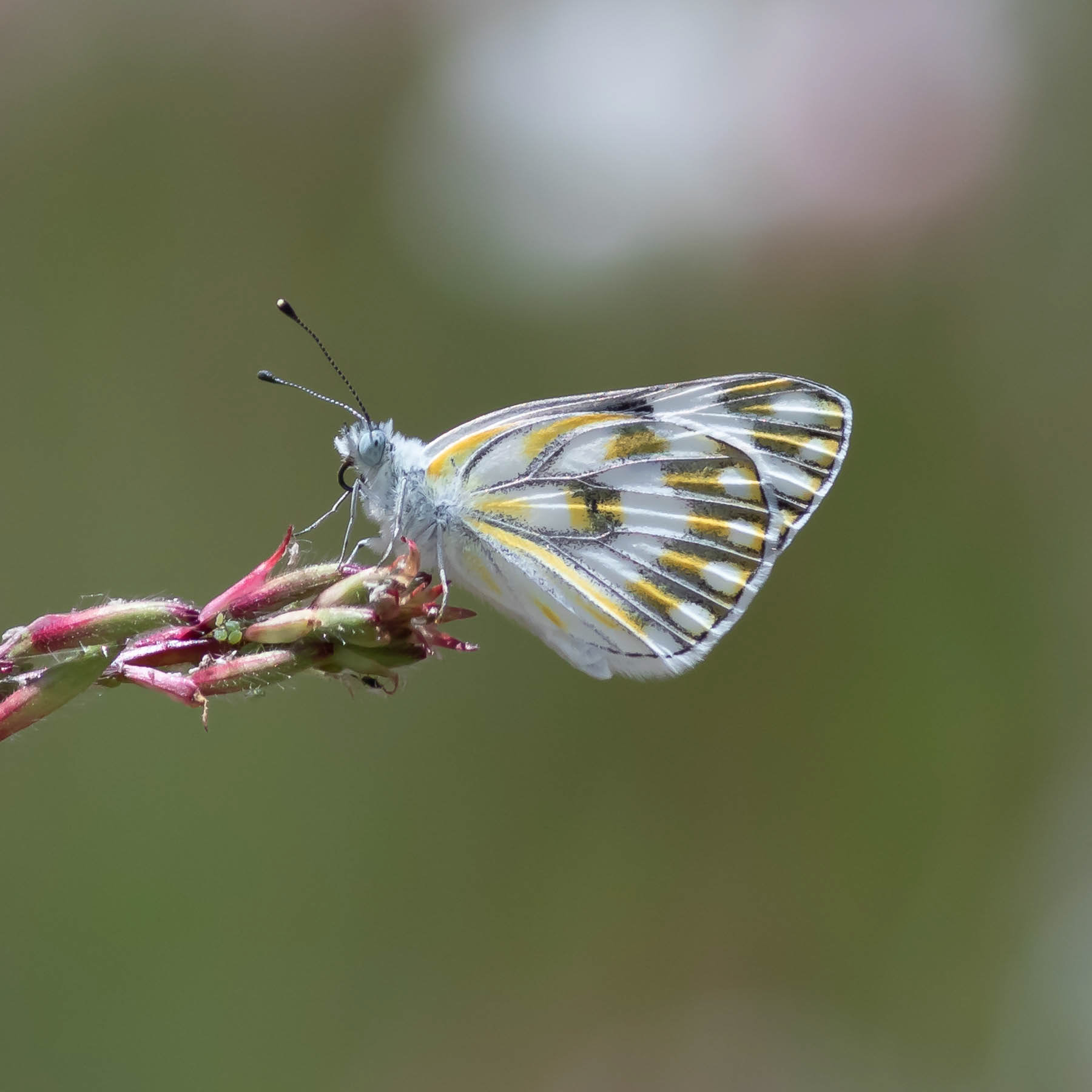 Meadow White #15