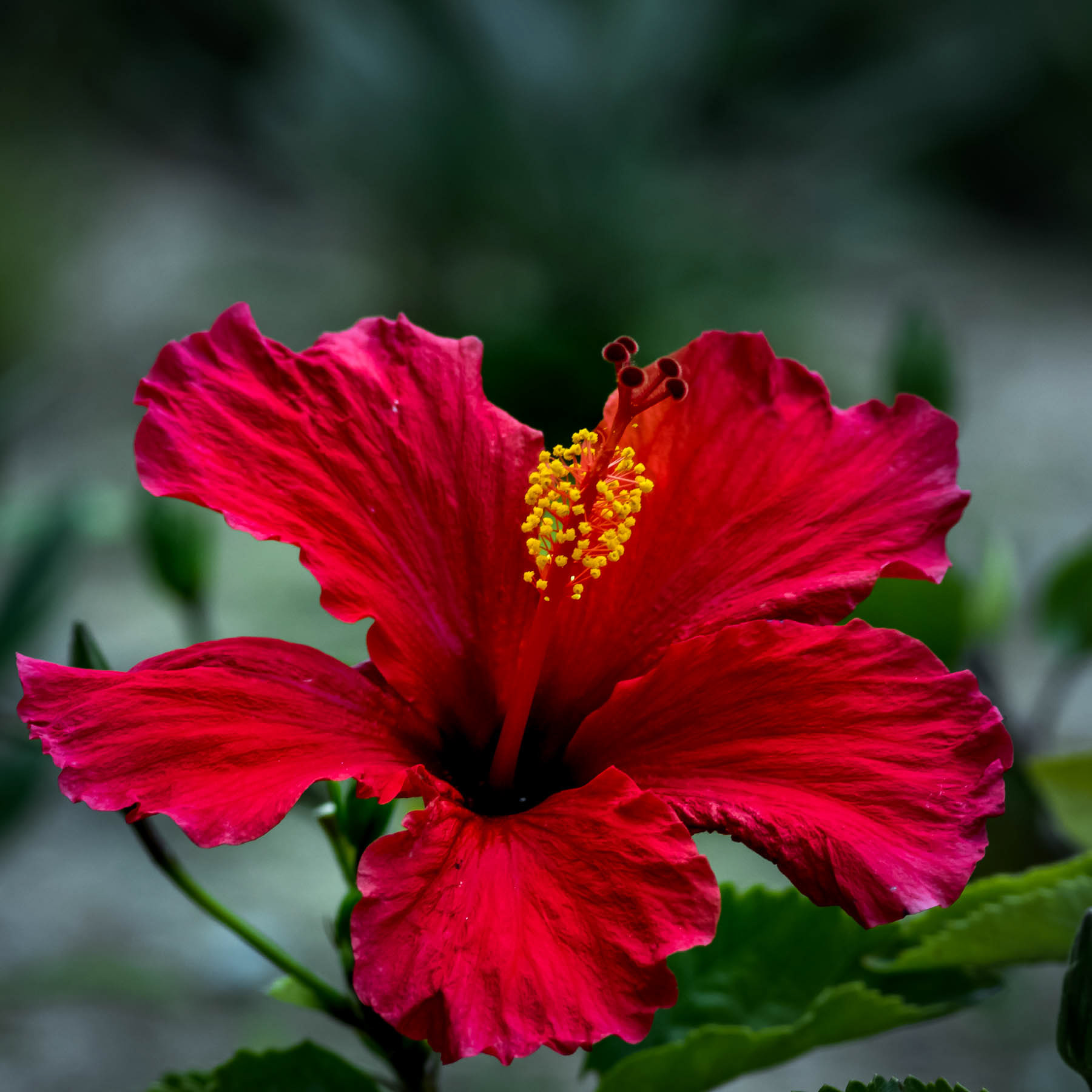 Hibiscus #1