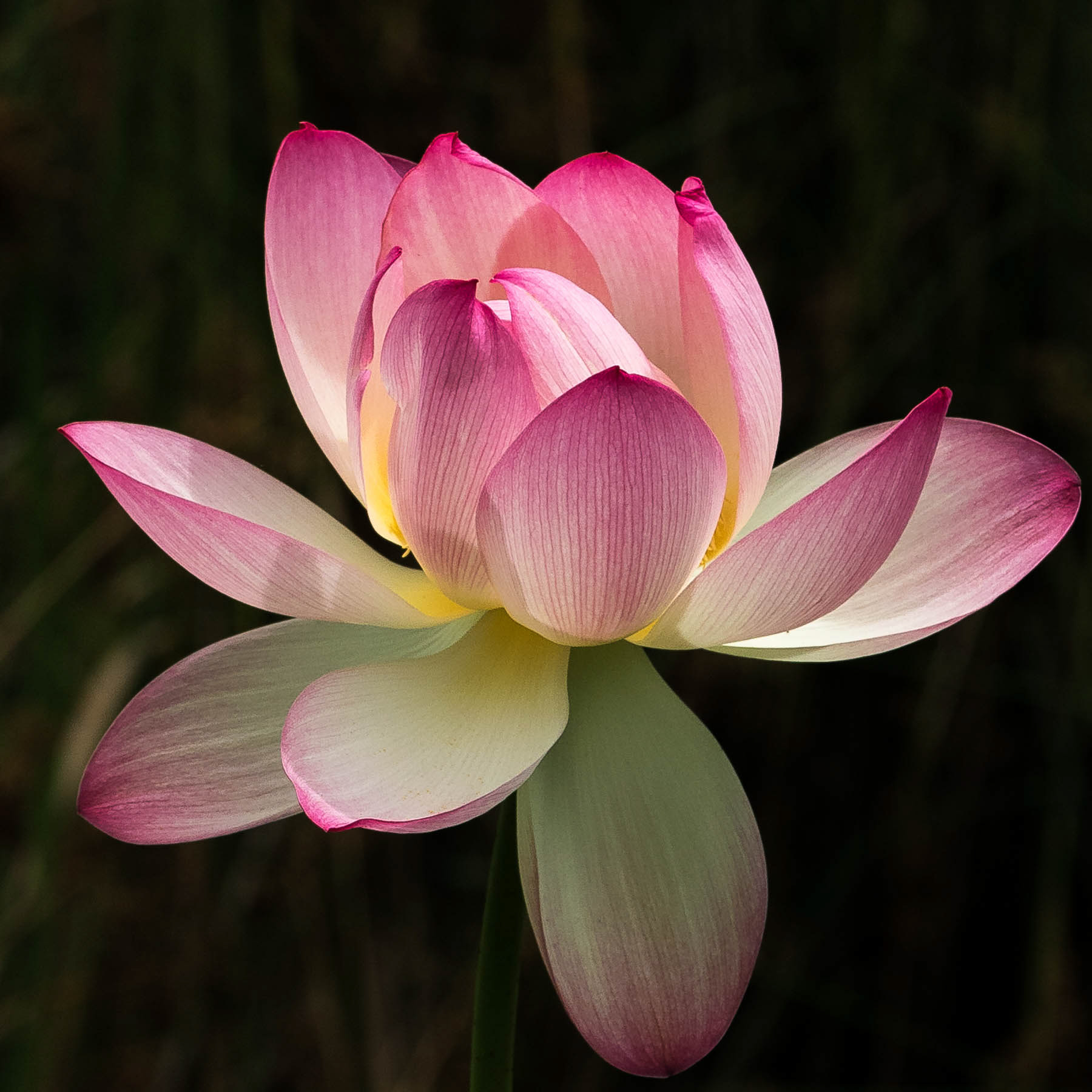 Lotus Flower #4