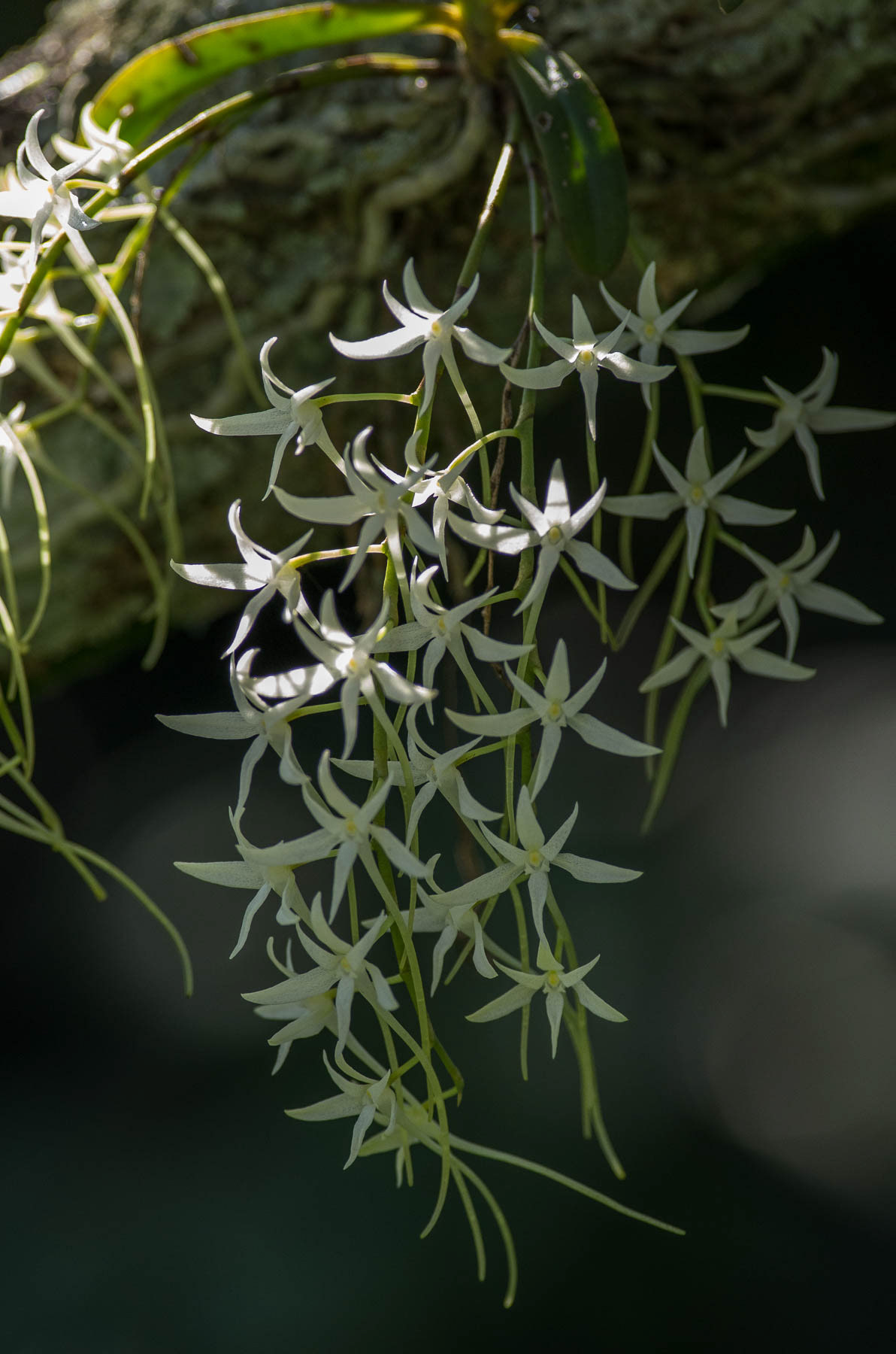 Forest Orchid #1
