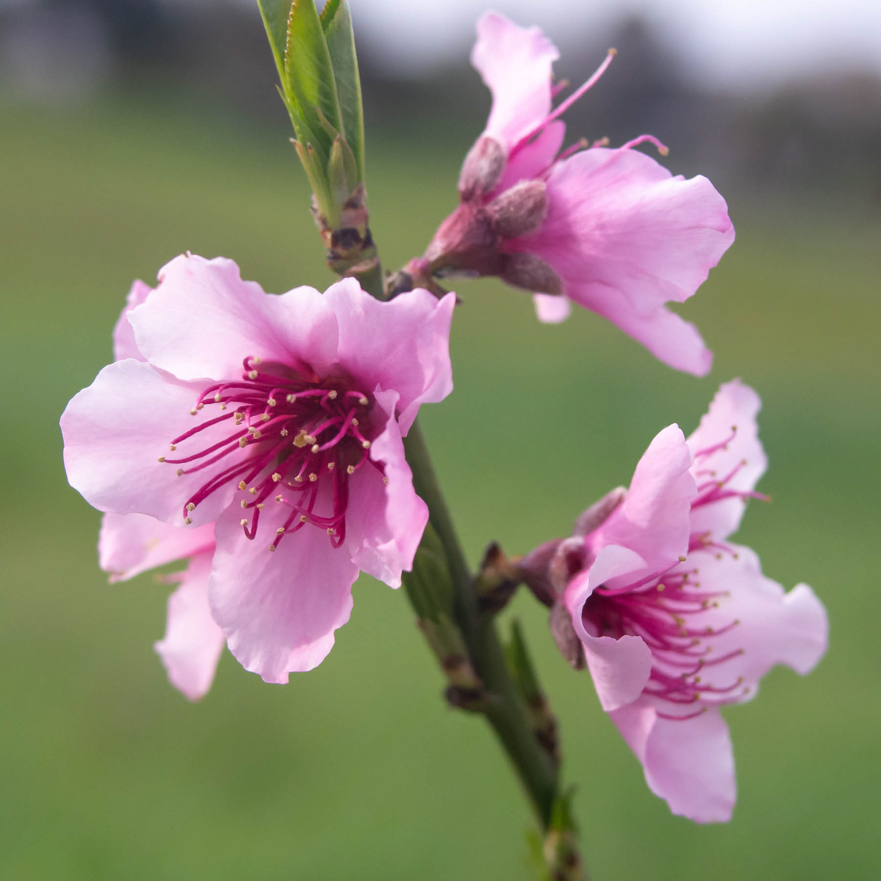 Peach Blossom #1