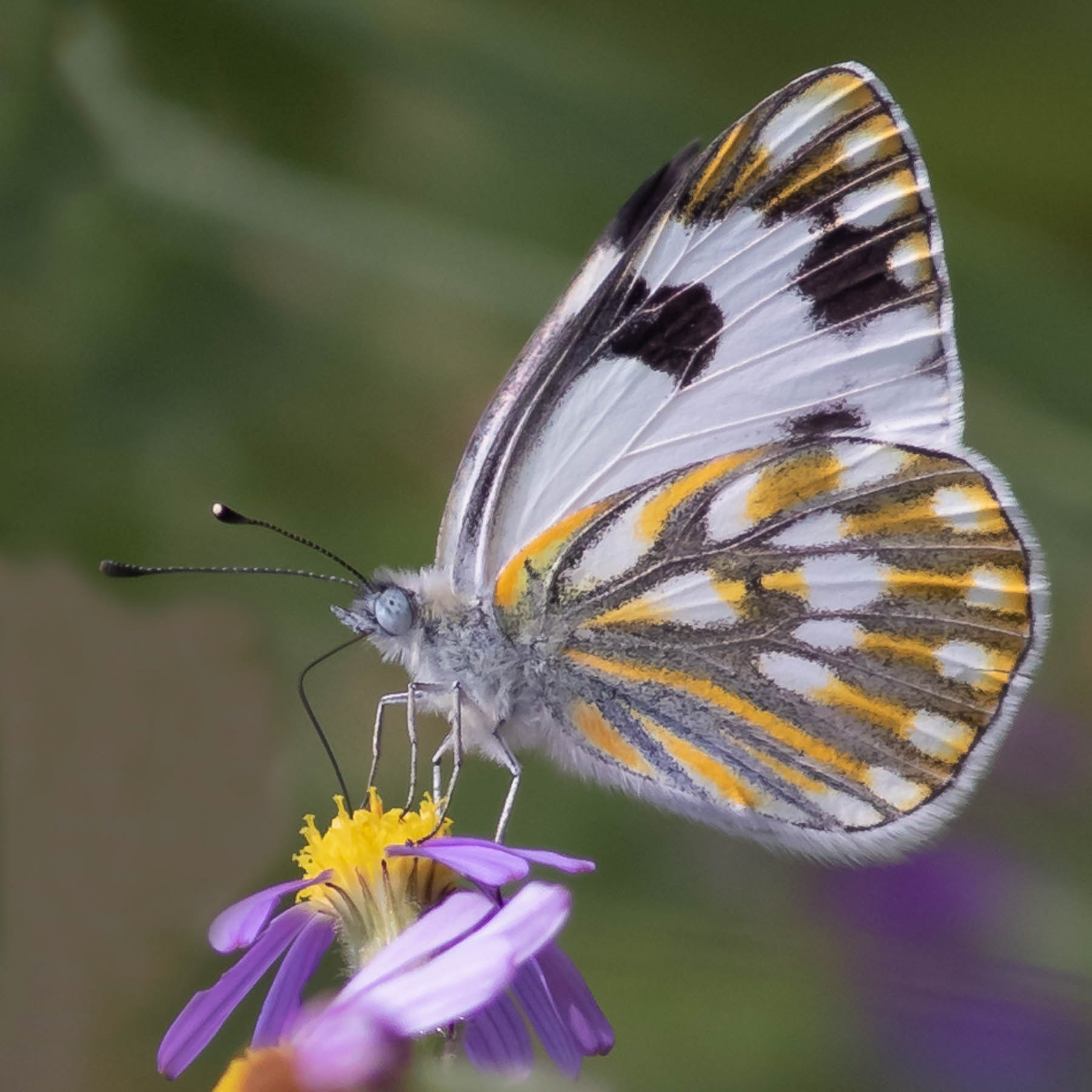 Meadow White #1