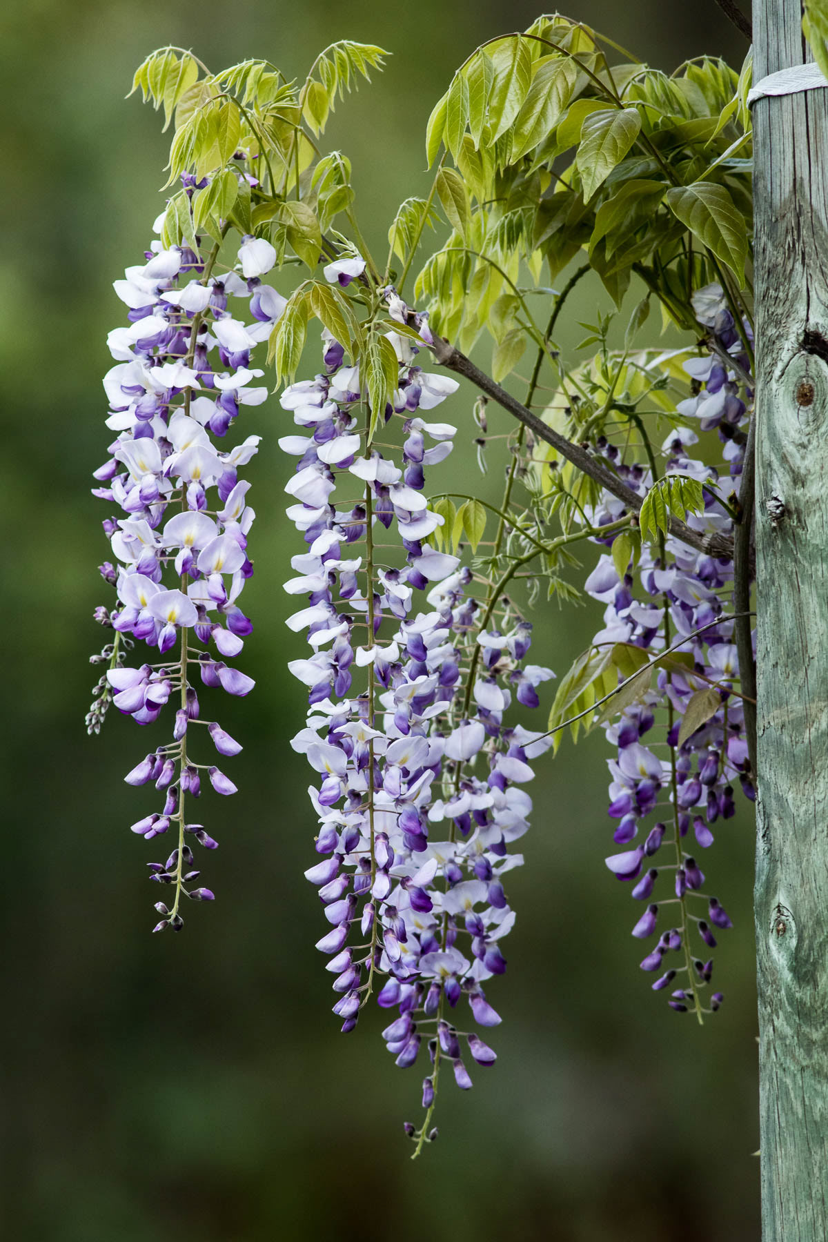 Wisteria #5