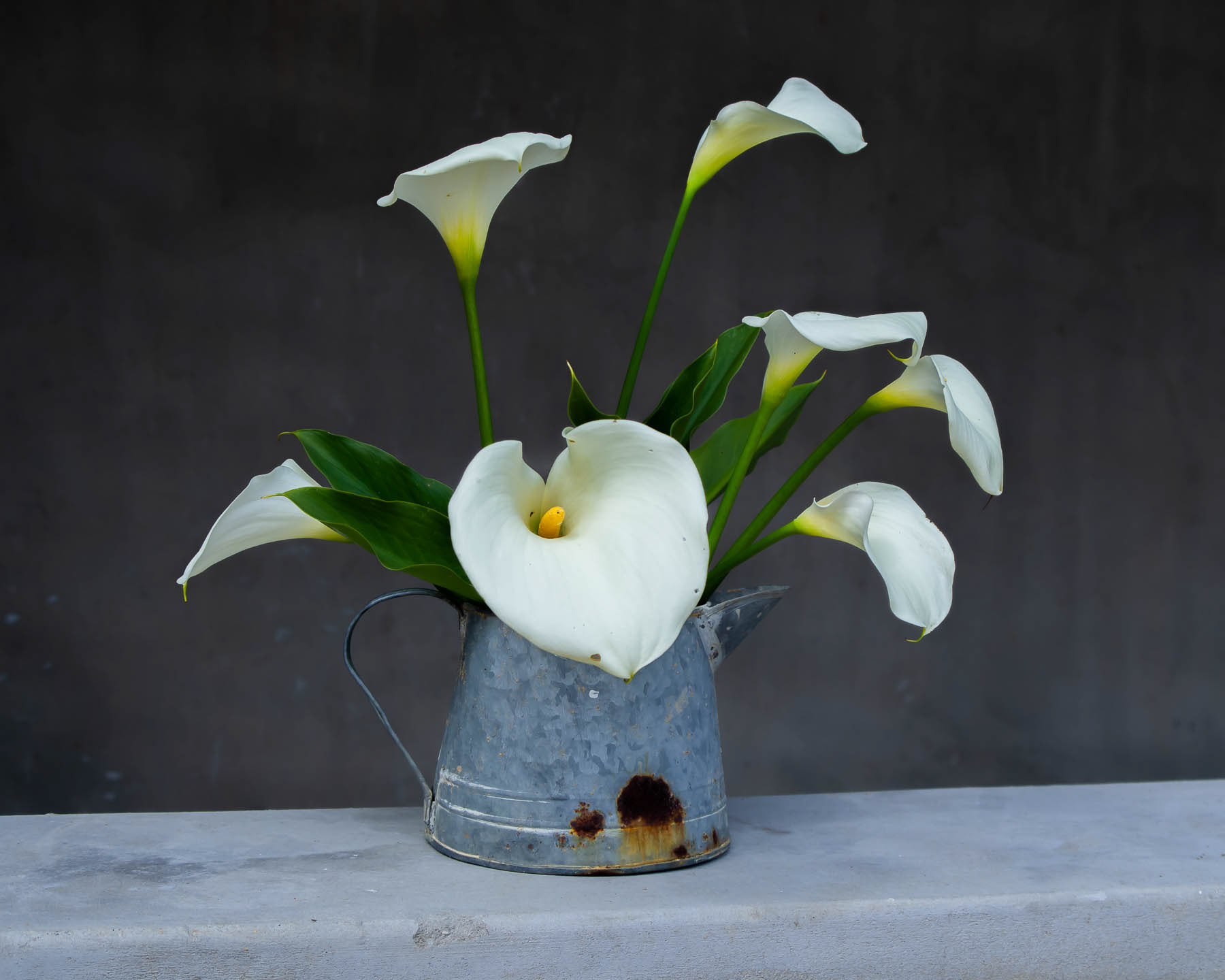 ARUM#12