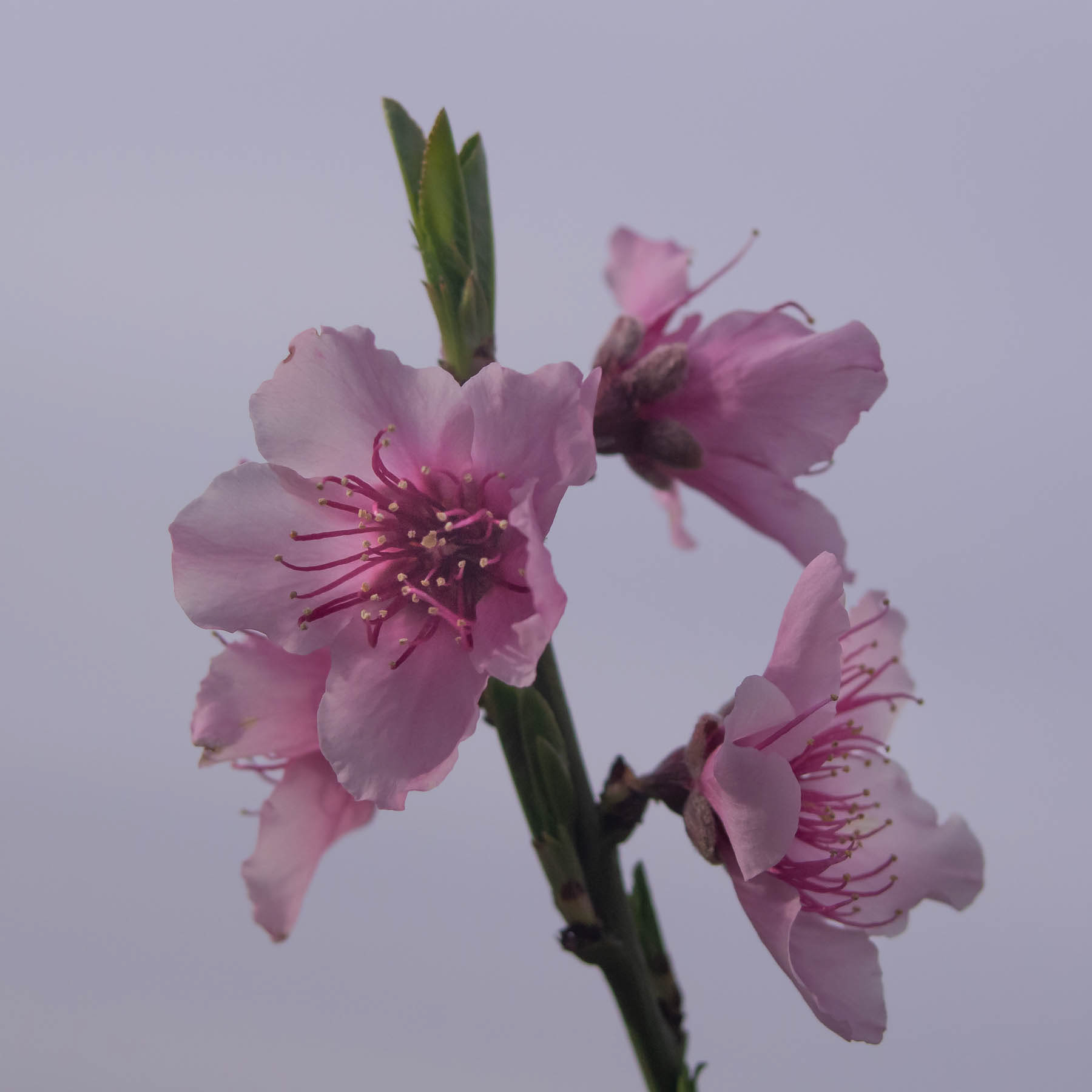 Peach Blossom #2