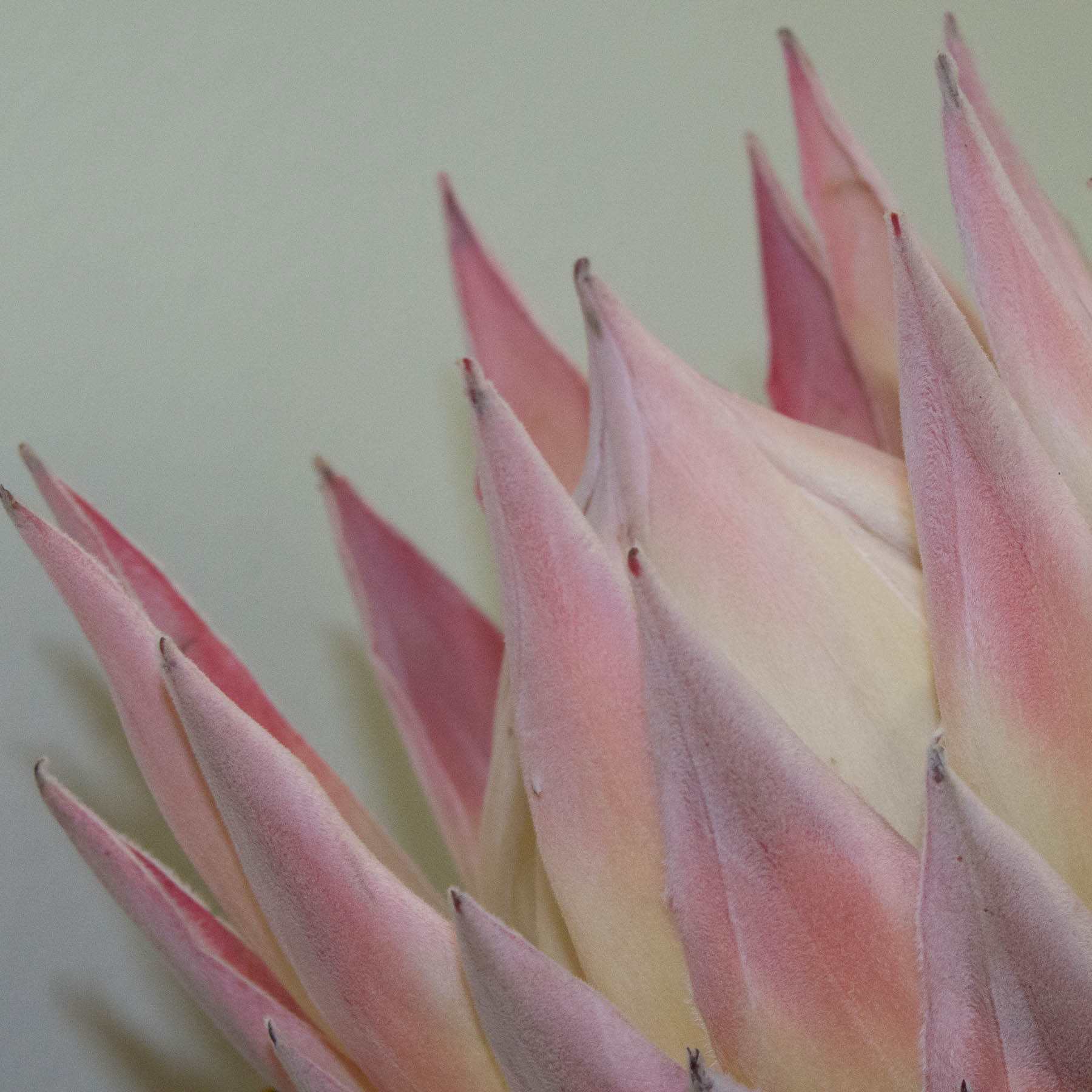 Protea #6