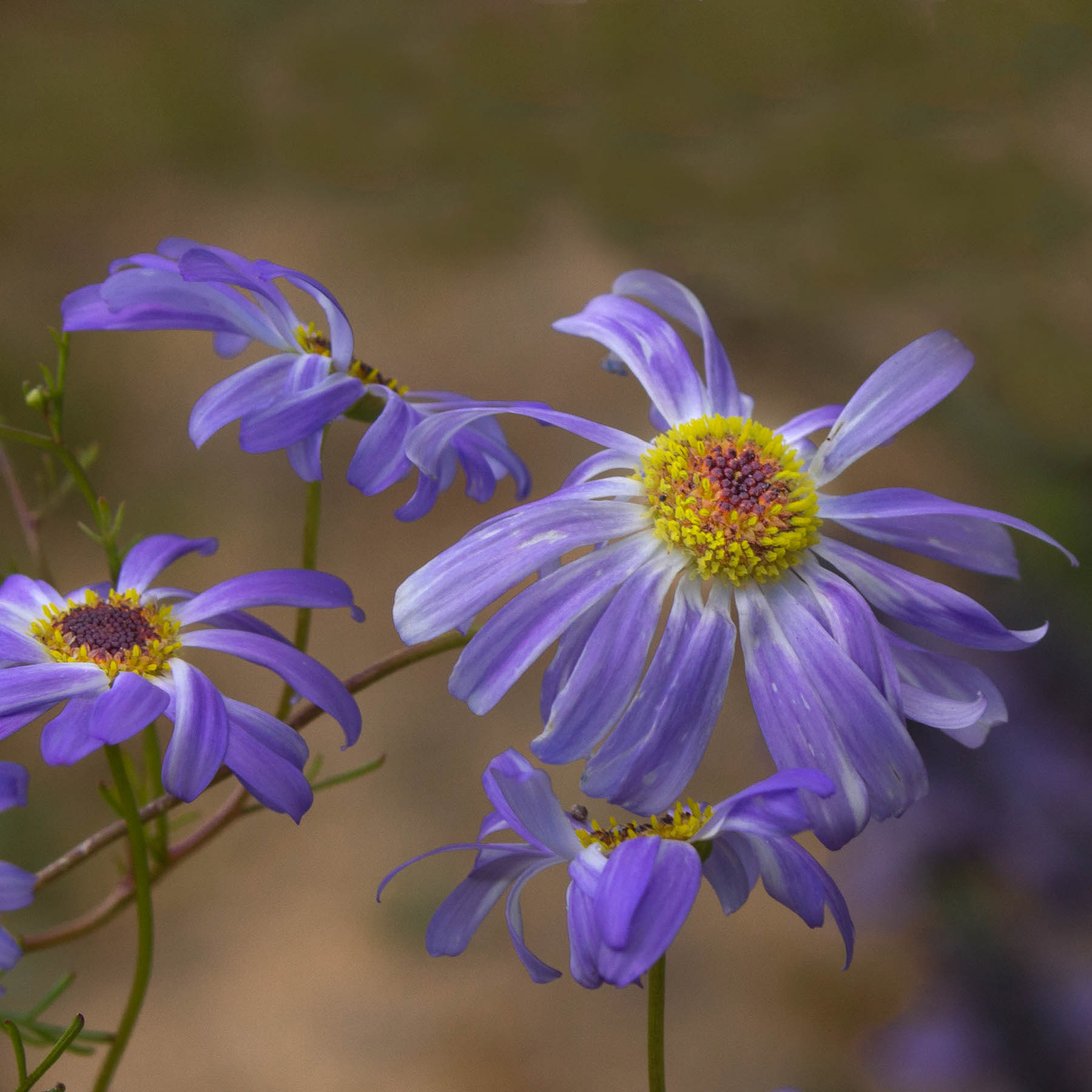 Daisy #3