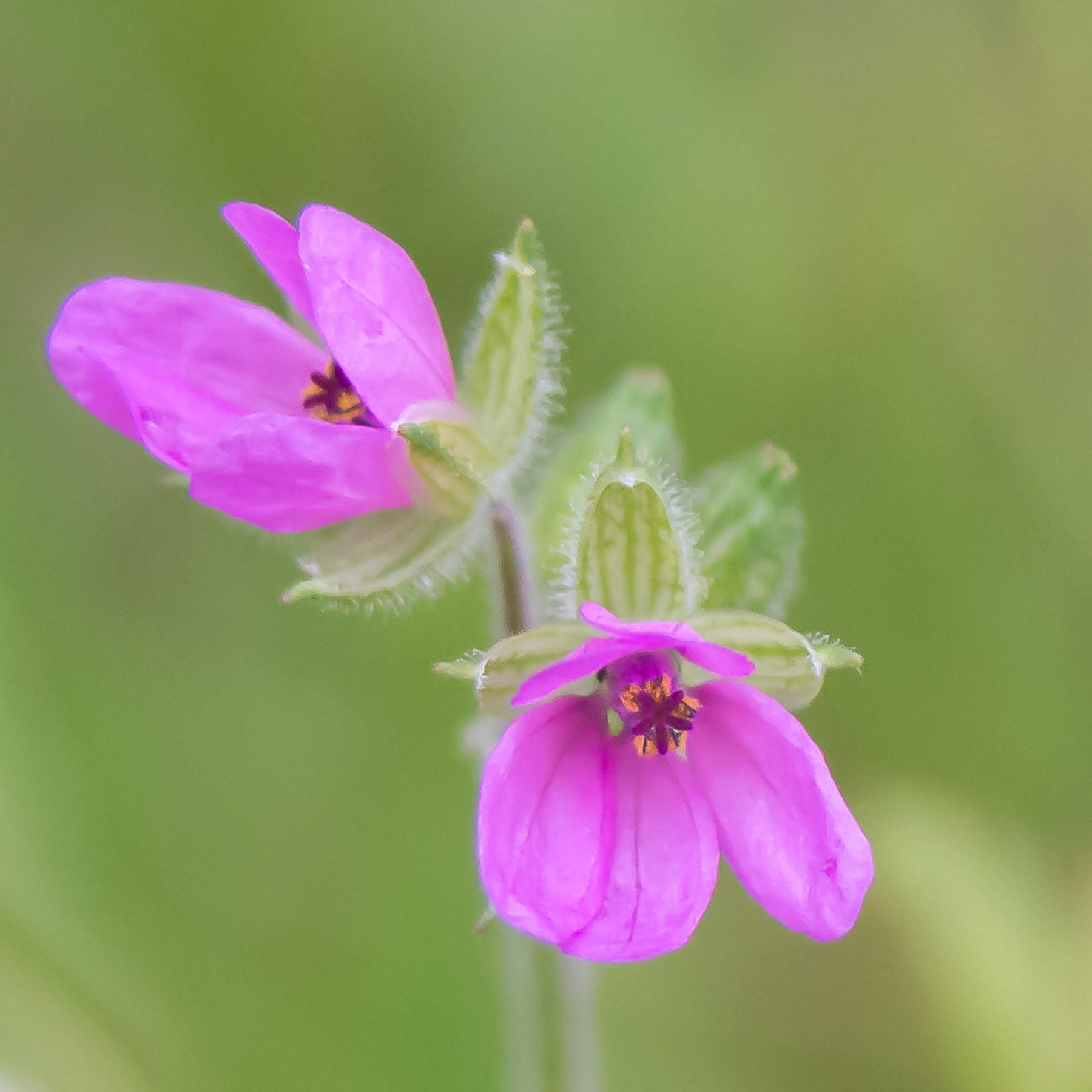 Pretty in pink!