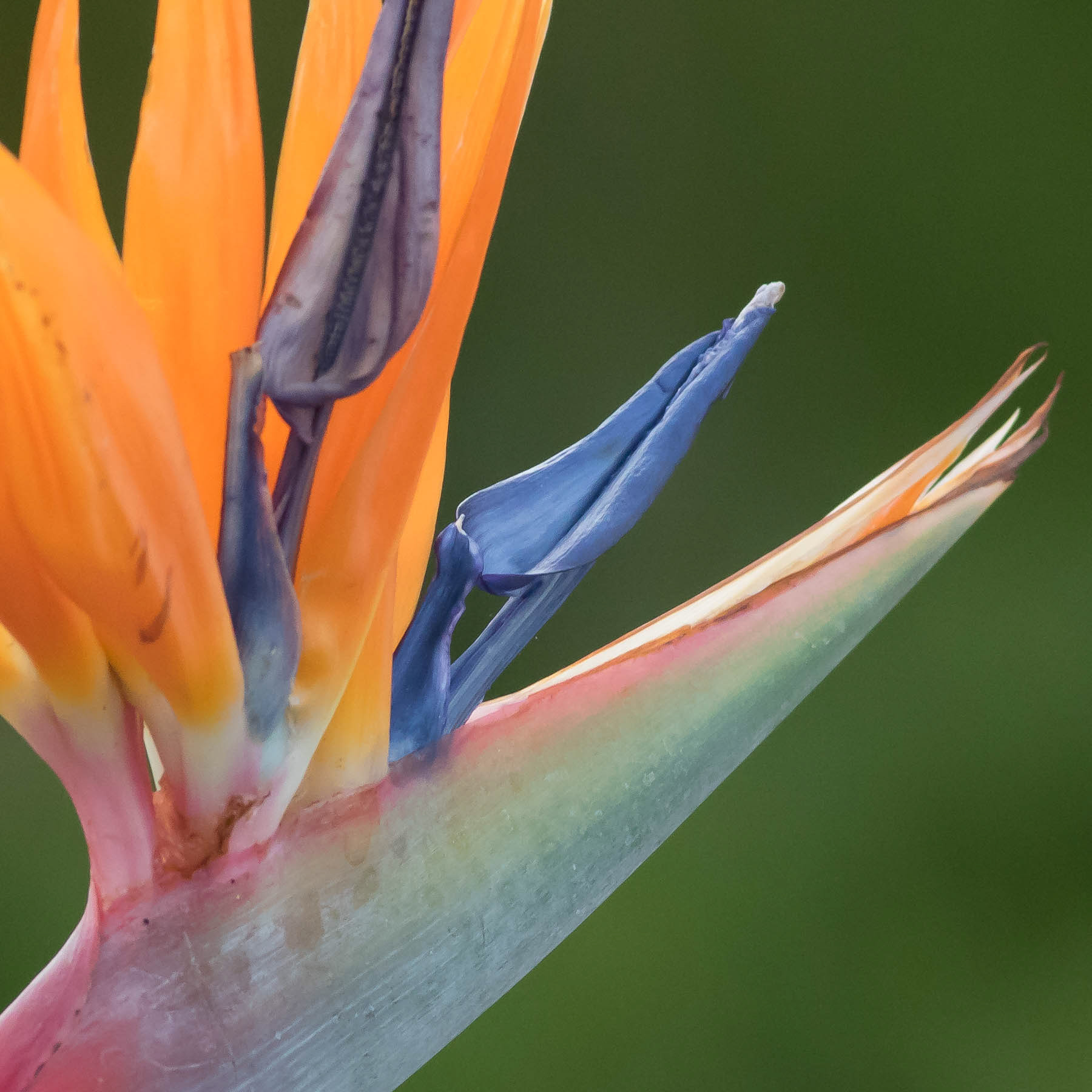 Strelitzia #2