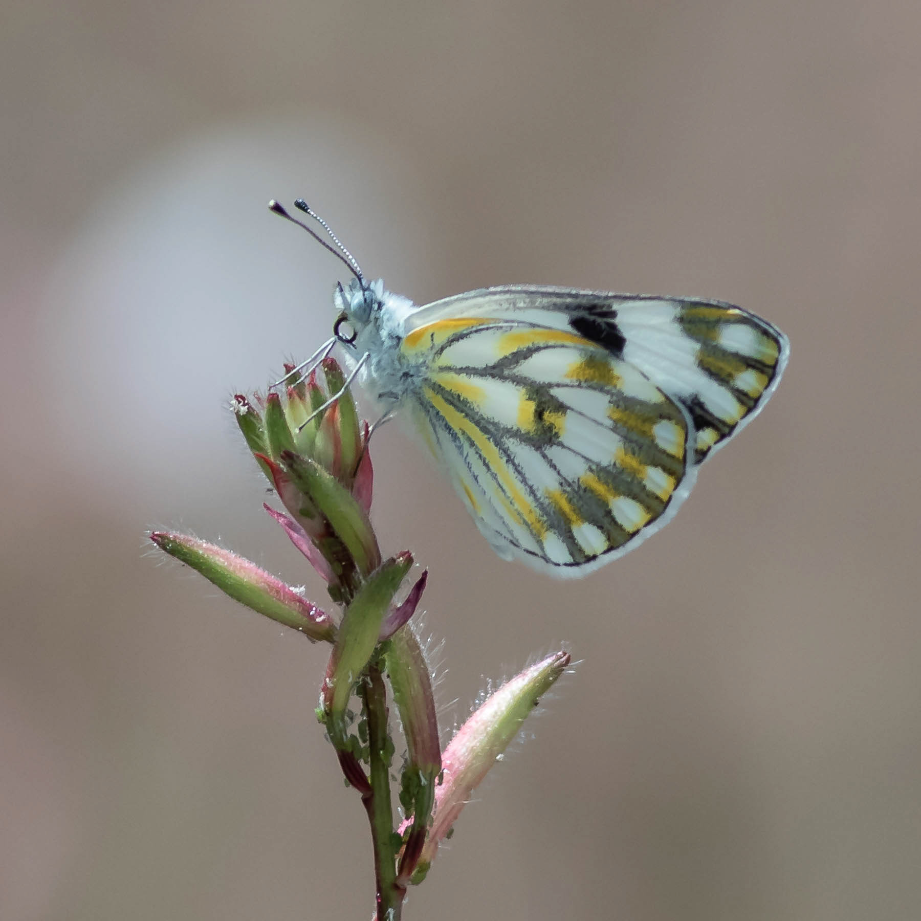 Meadow White #16