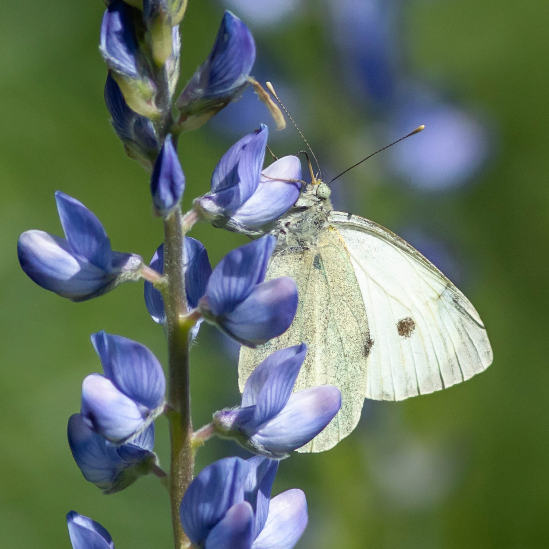 cabbage White #6
