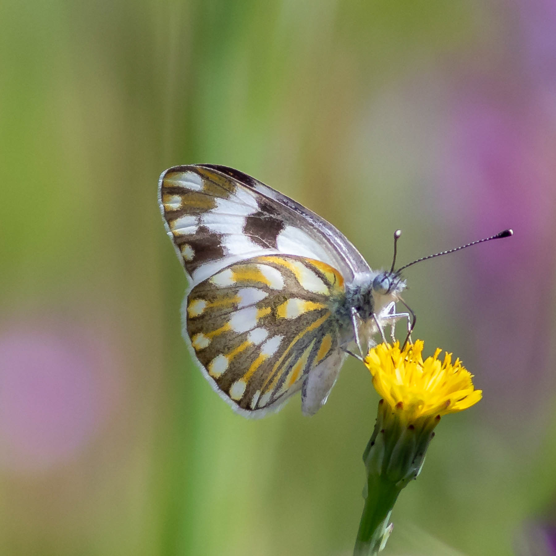 Meadow White #2